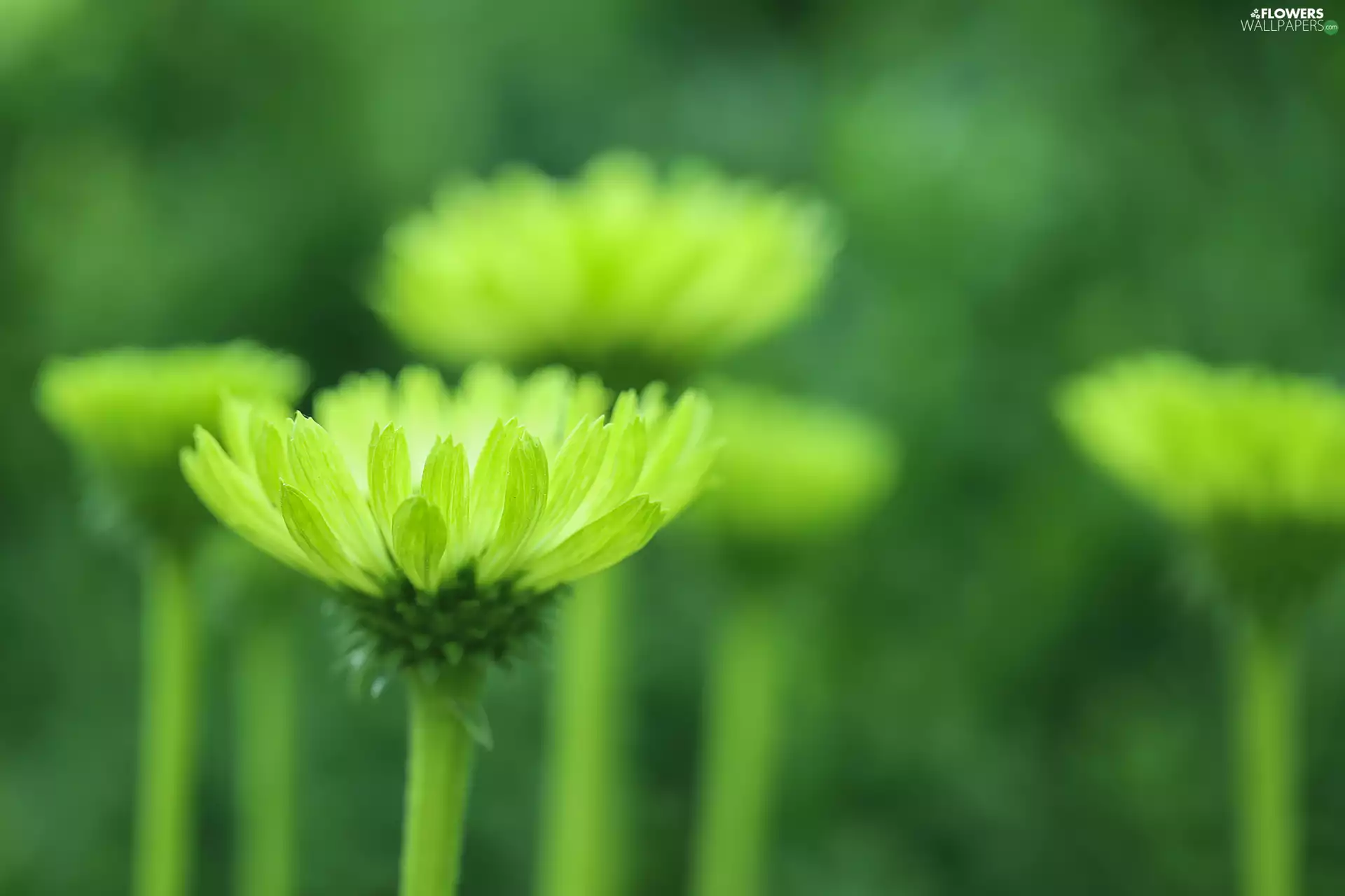 Flowers, green ones, echinacea