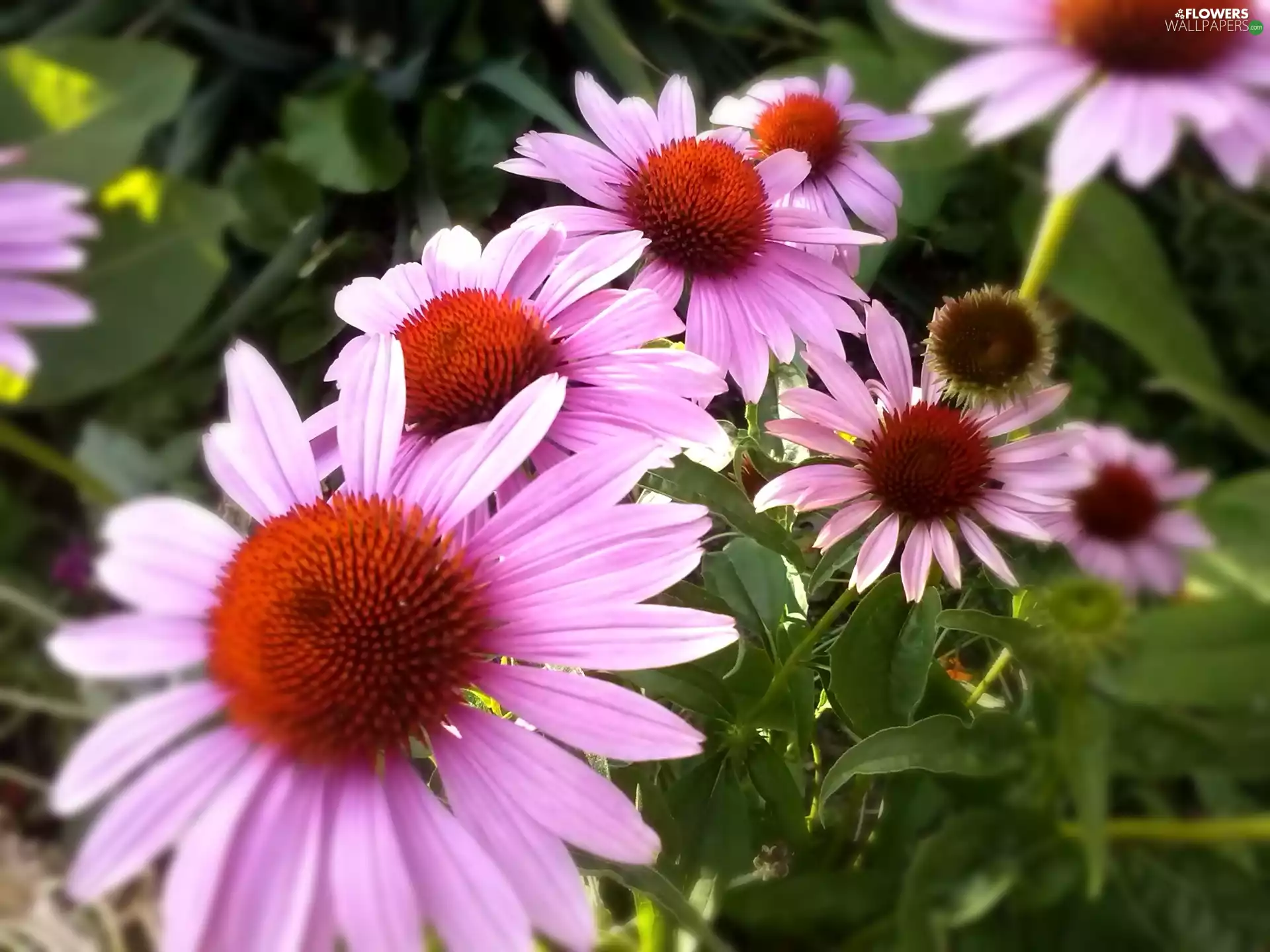 echinacea, Pink, Flowers