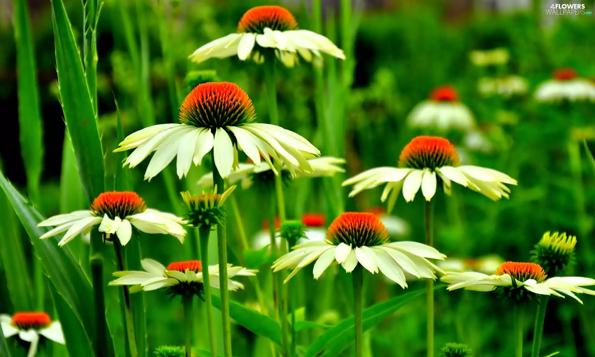 echinacea, White, Flowers