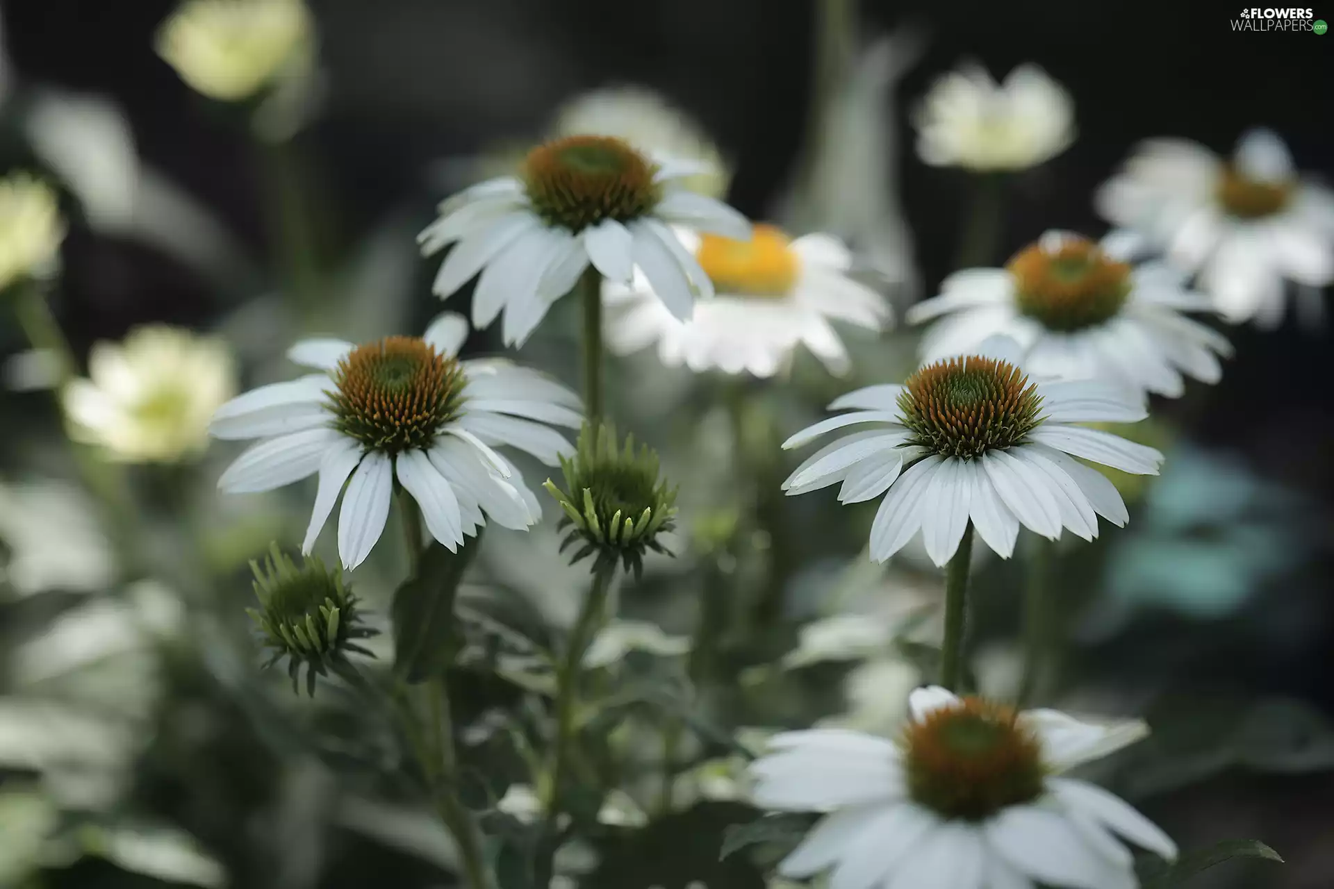 echinacea, White, Flowers