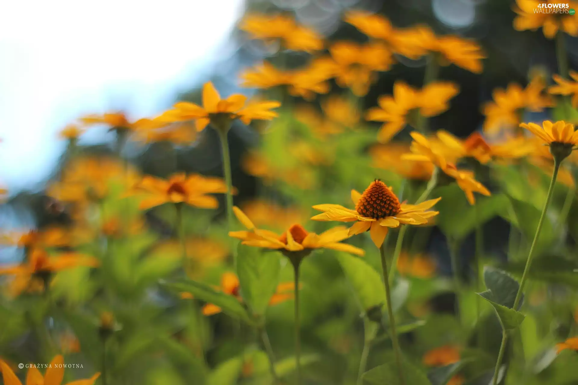 echinacea, Yellow, Flowers