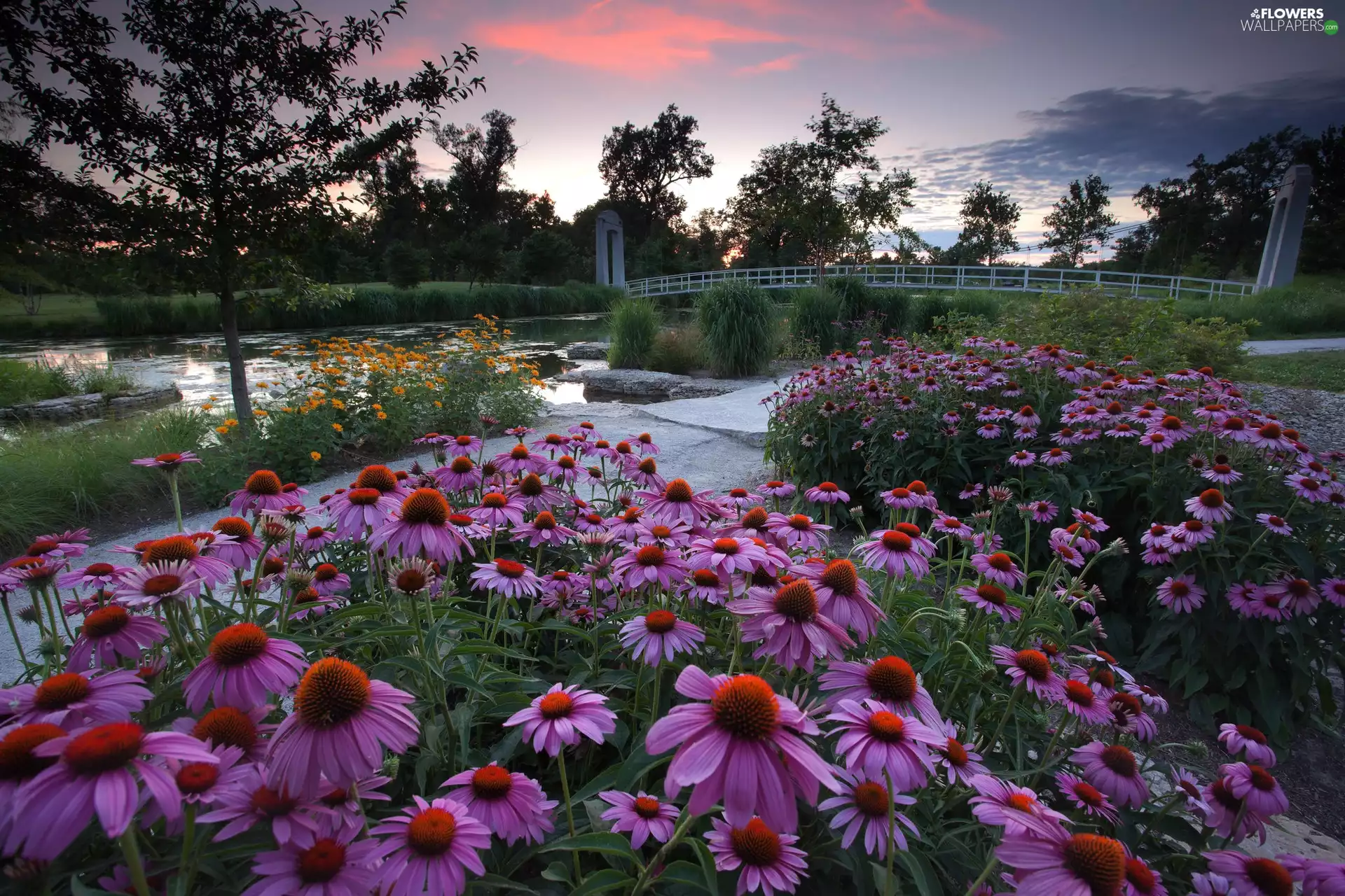 echinacea, Stones, viewes, bridge, trees, Flowers, Park, Pond - car
