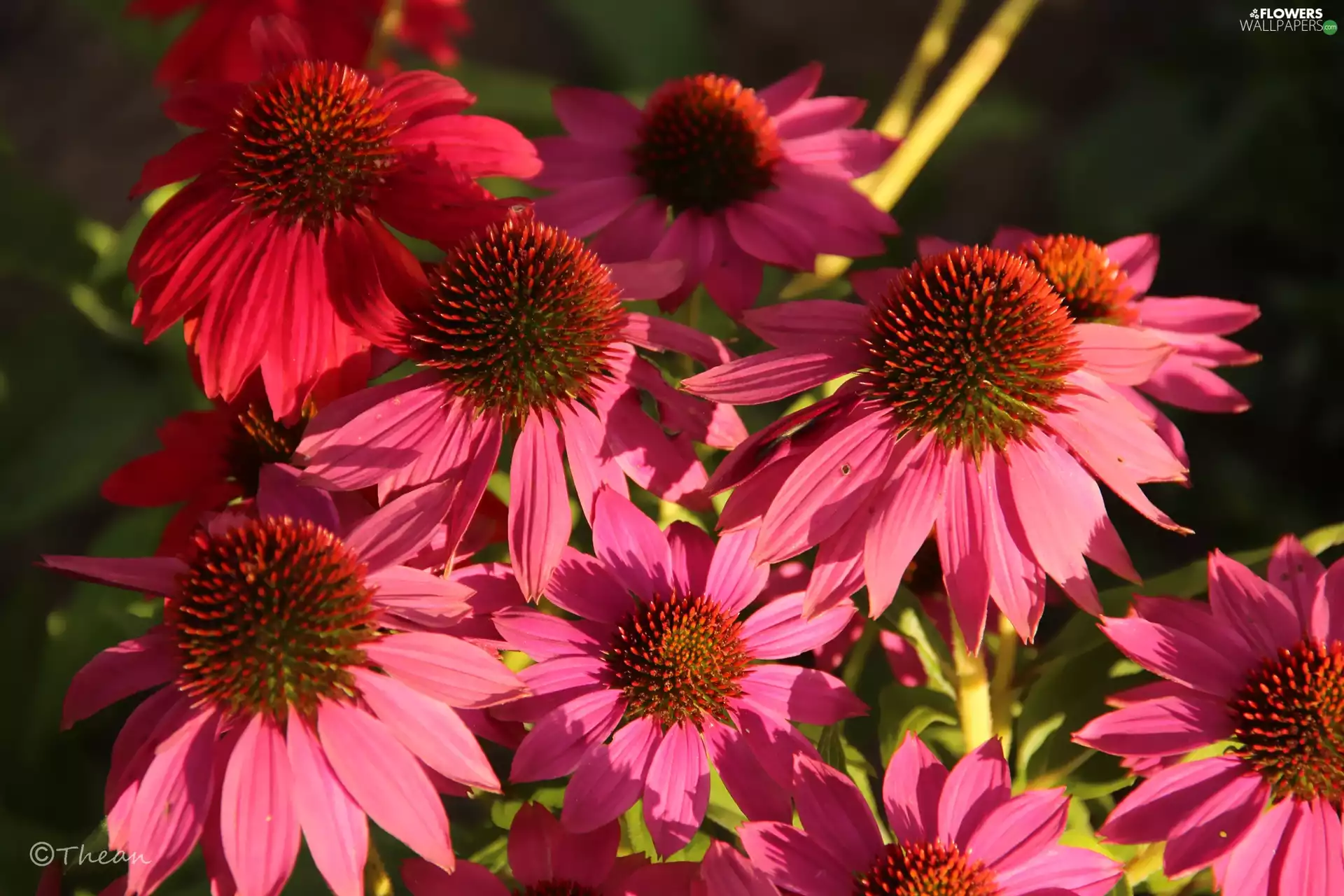 Pink, echinacea