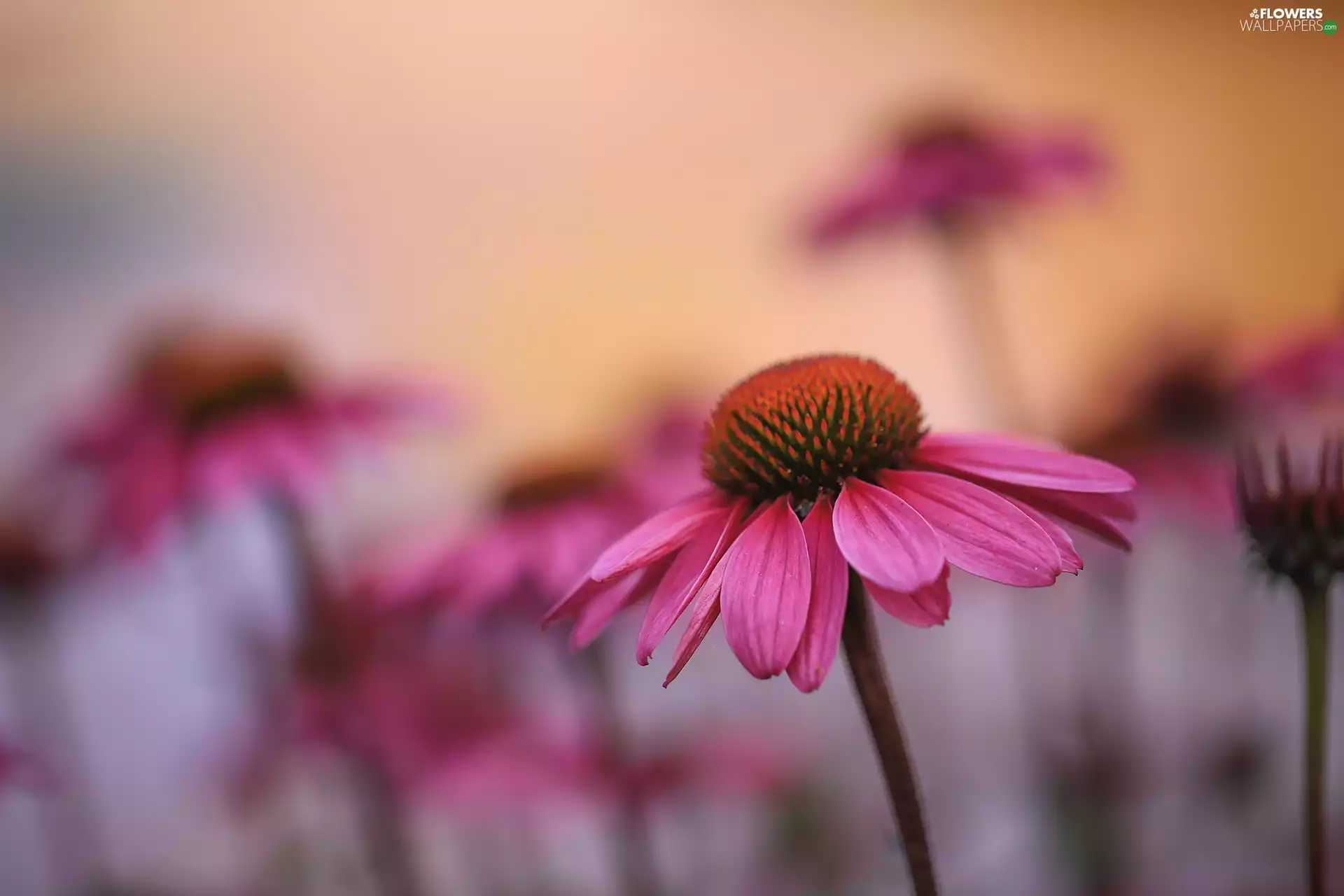 Pink, fuzzy, Flowers, echinacea