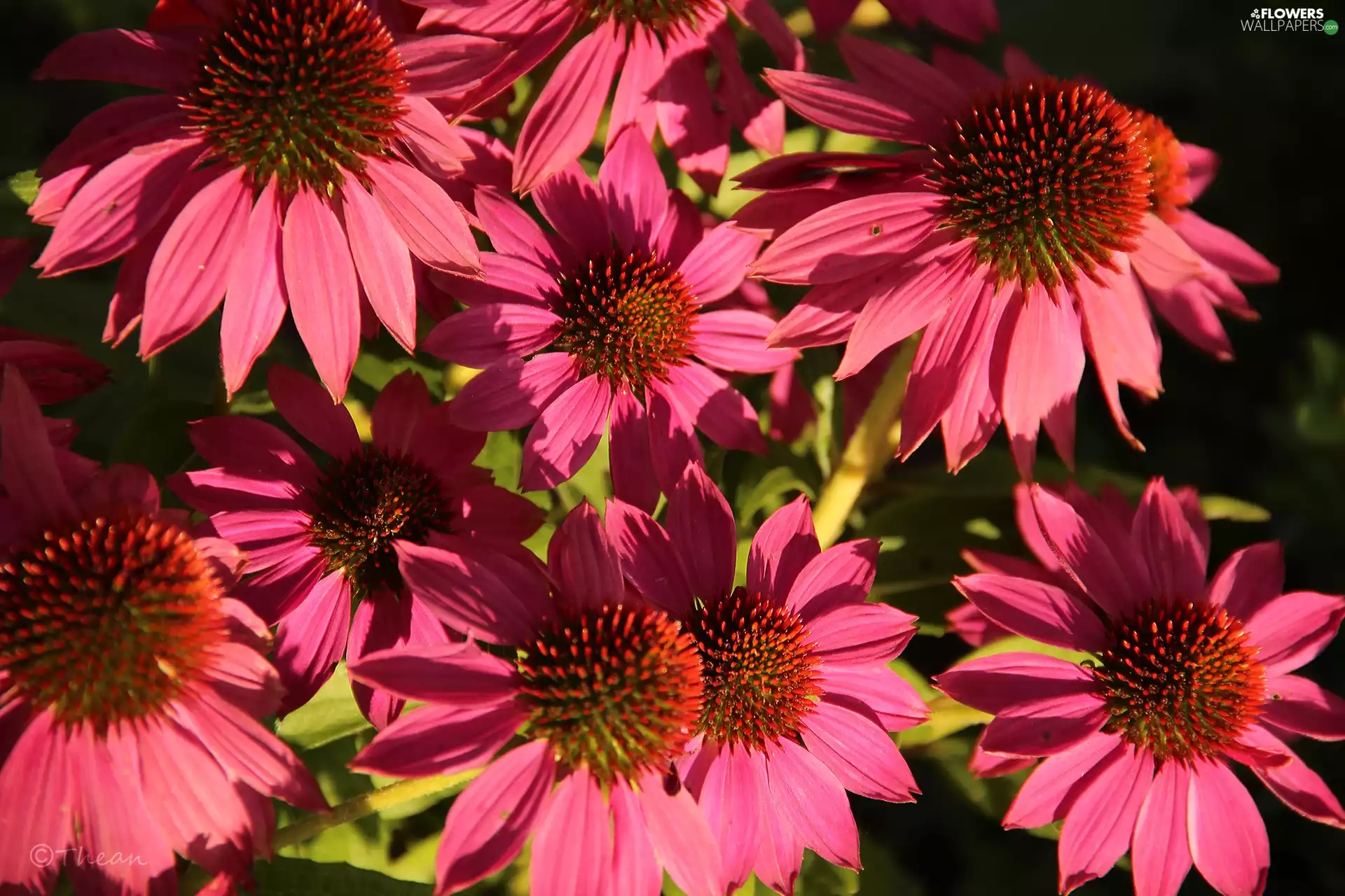Pink, echinacea
