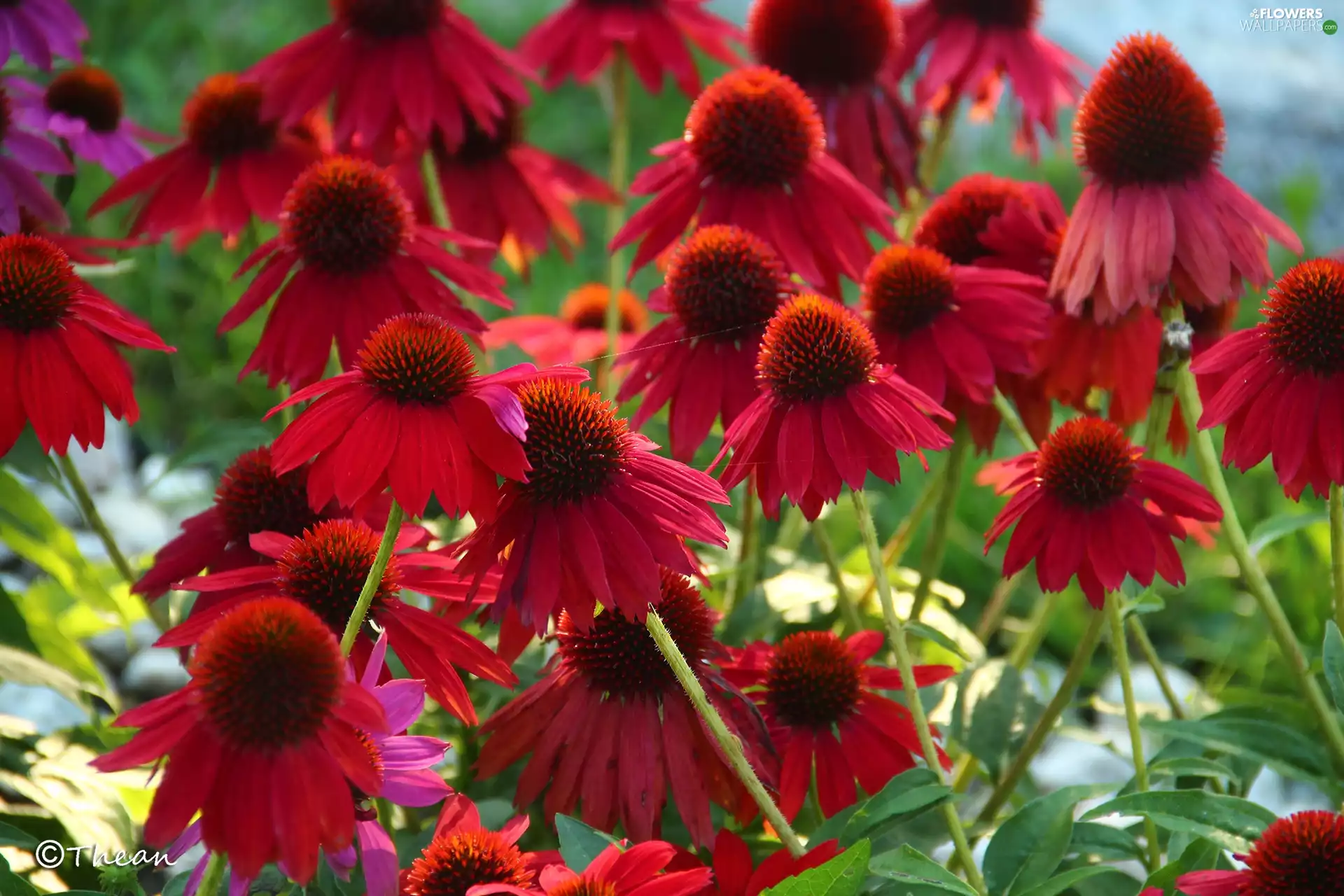 Red, echinacea