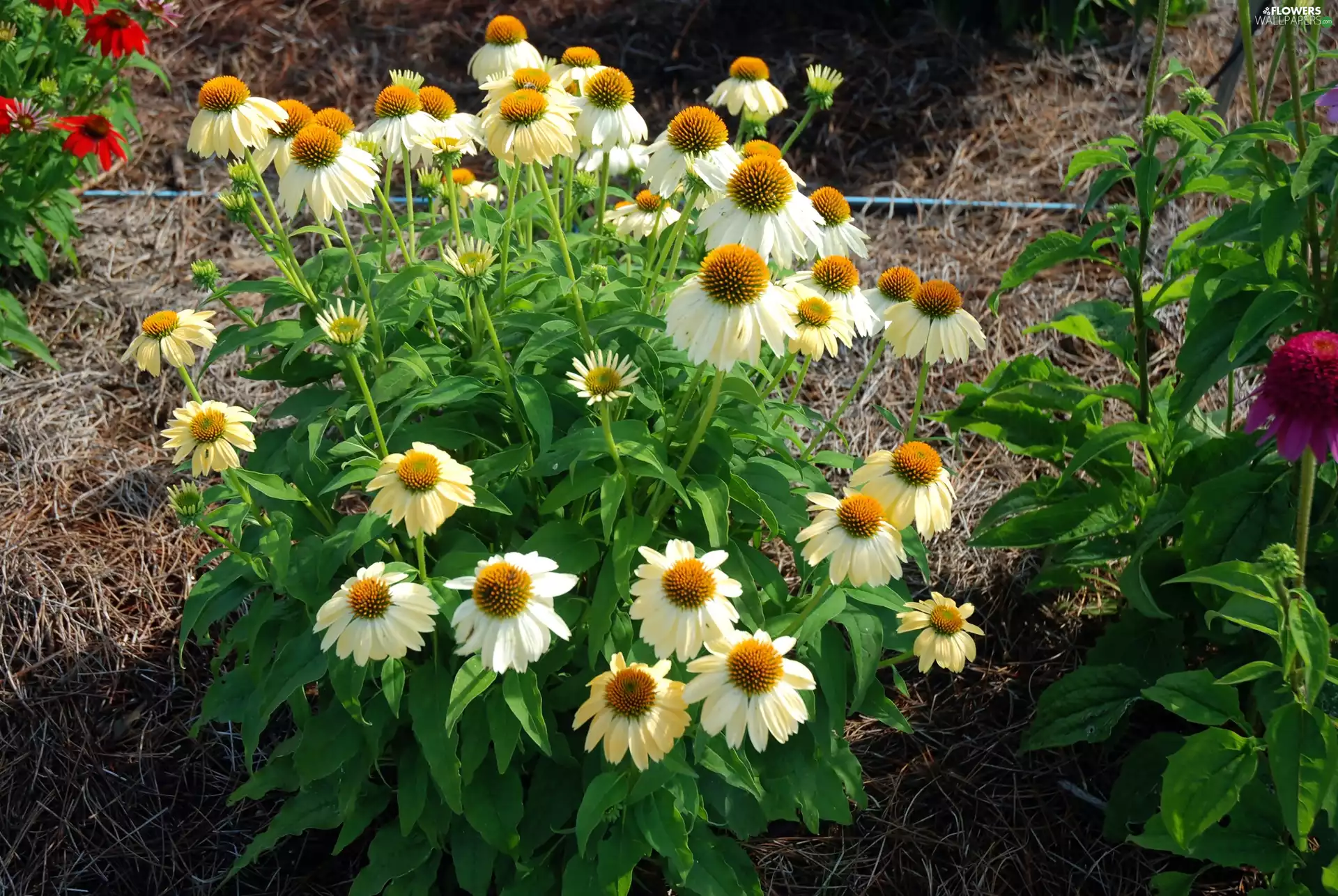 echinacea, Meadow, White