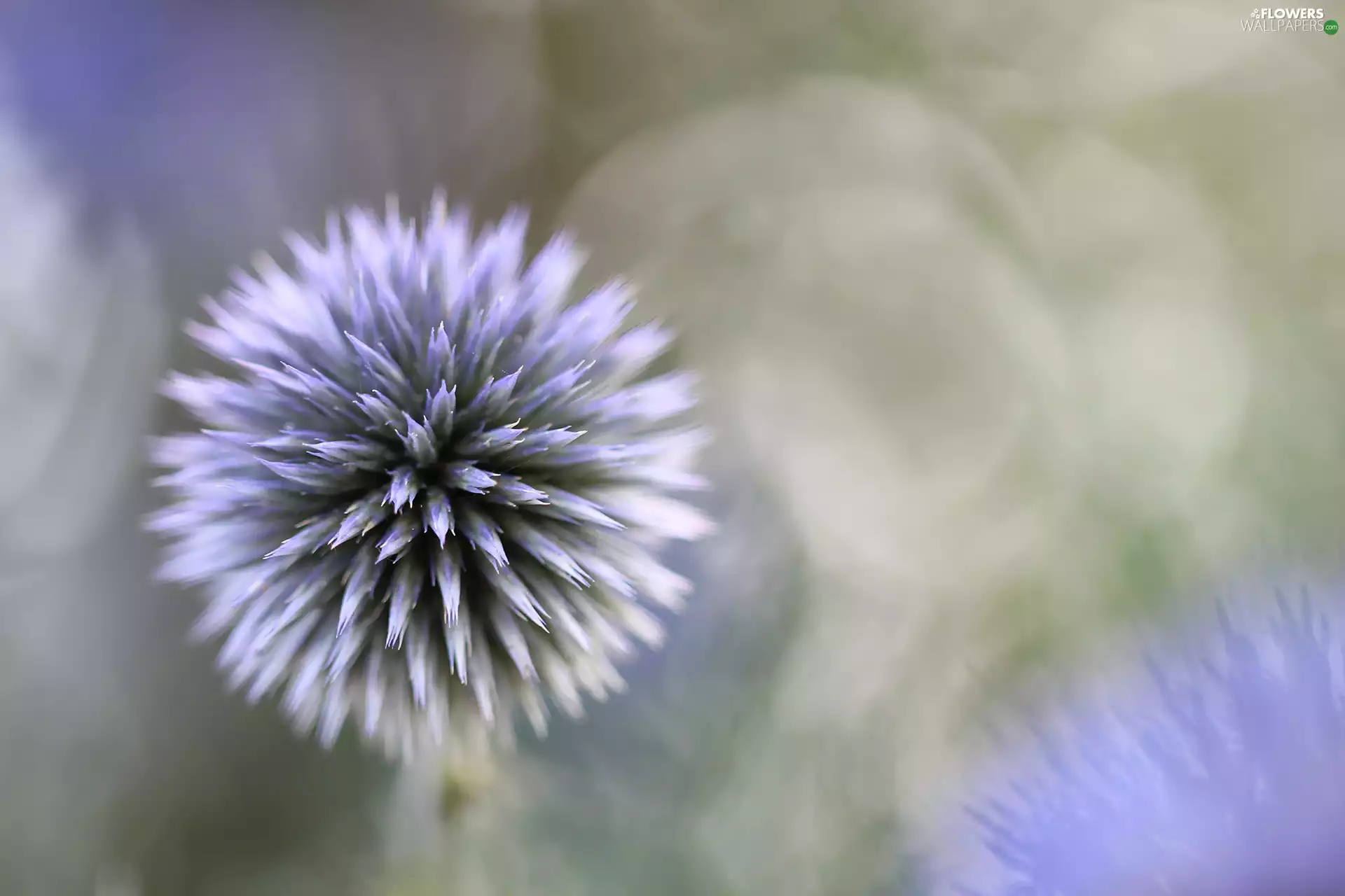 Echinops Ritro, plant