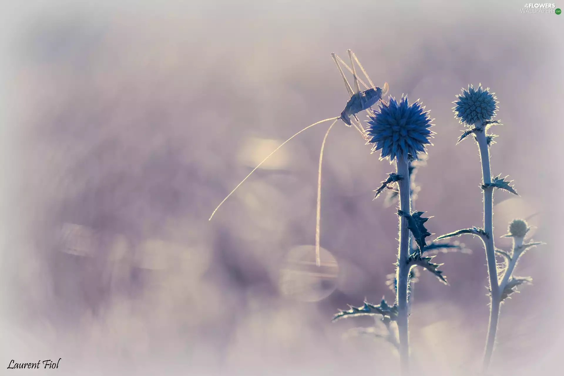 Plants, Insect, grasshopper, Echinops