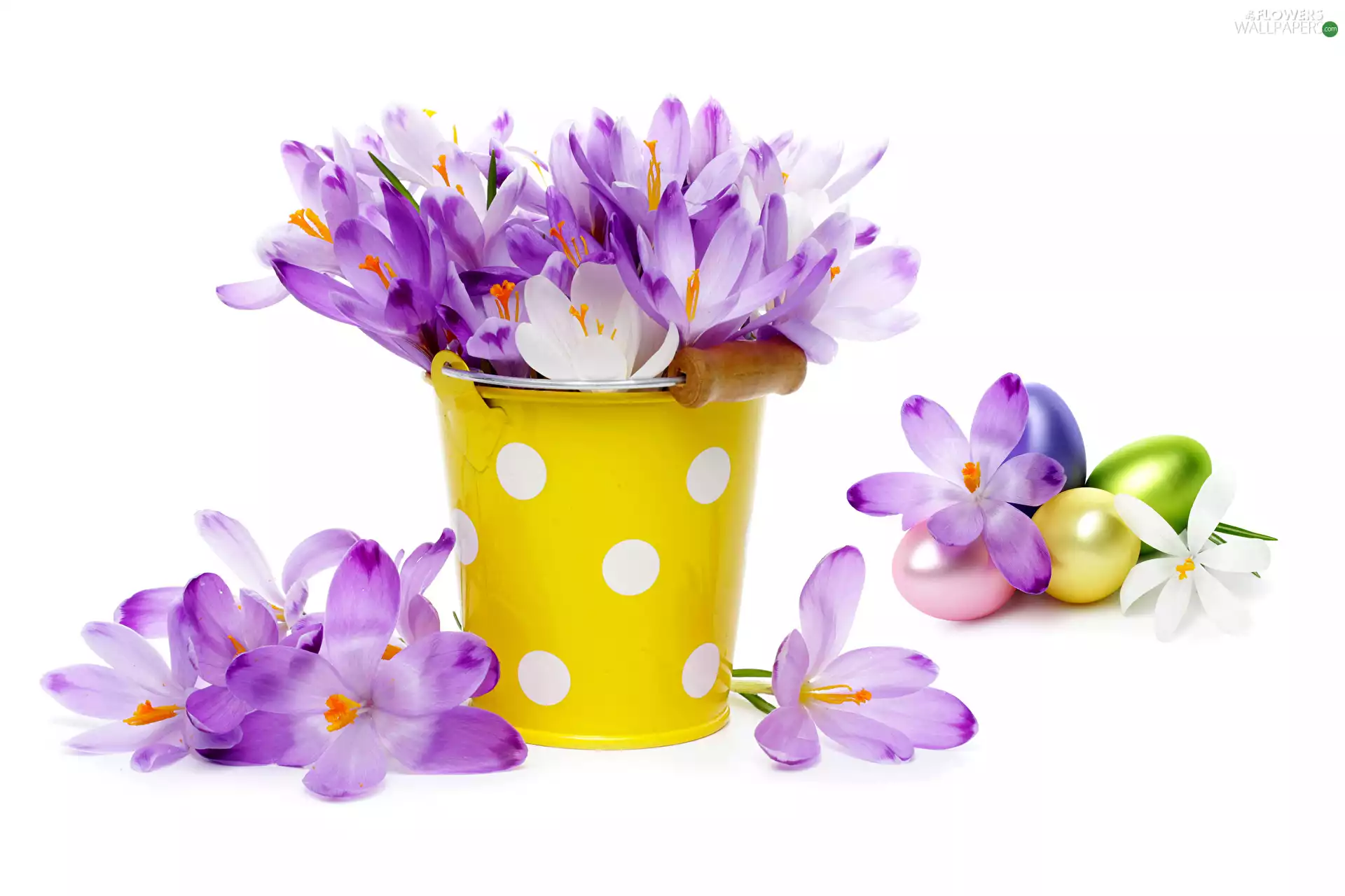 purple, Easter, Bucket, eggs, crocuses, composition
