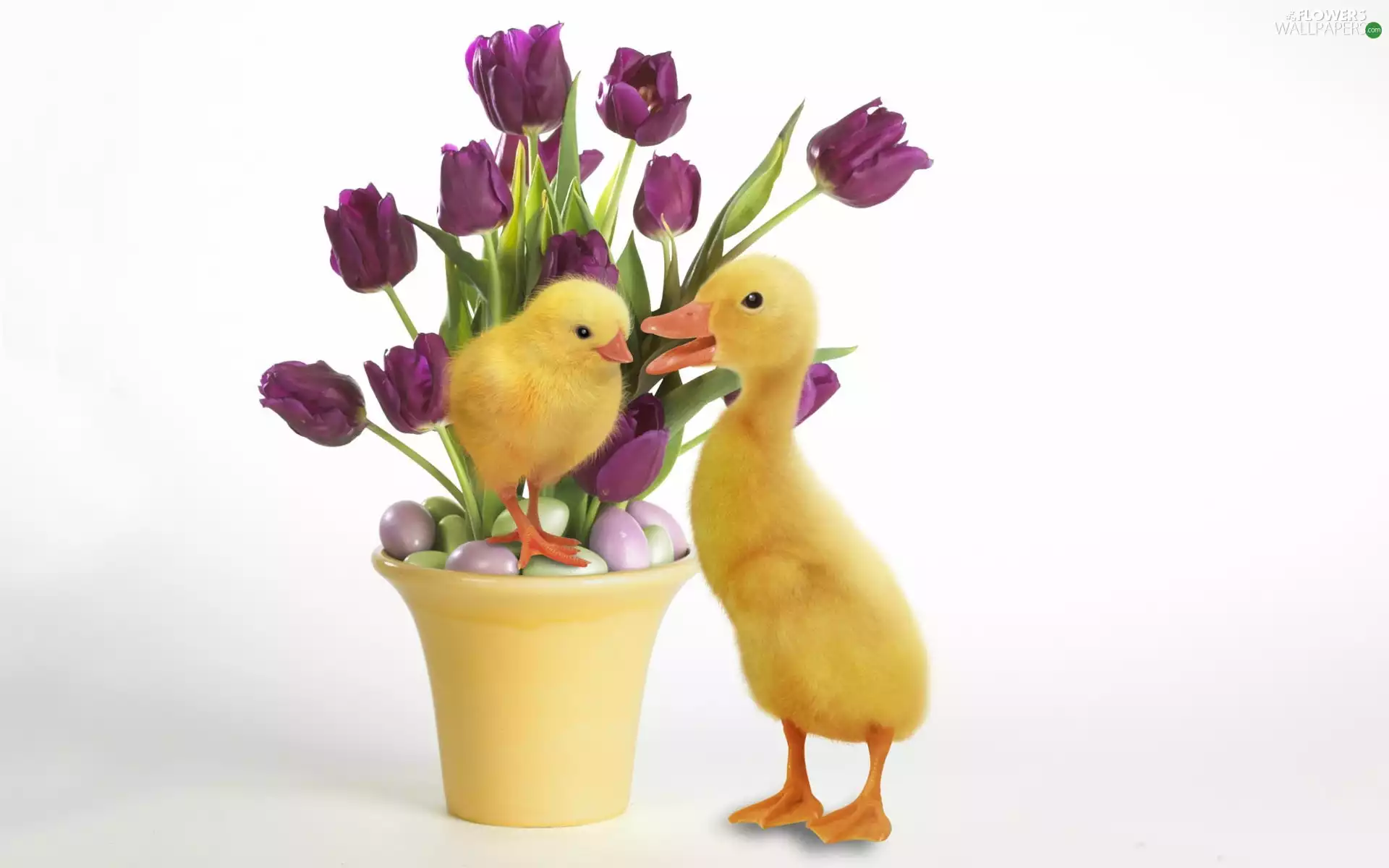 tulips, eggs, duck, bouquet, chick