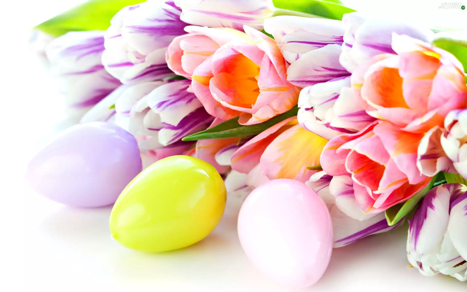 eggs, Tulips, easter