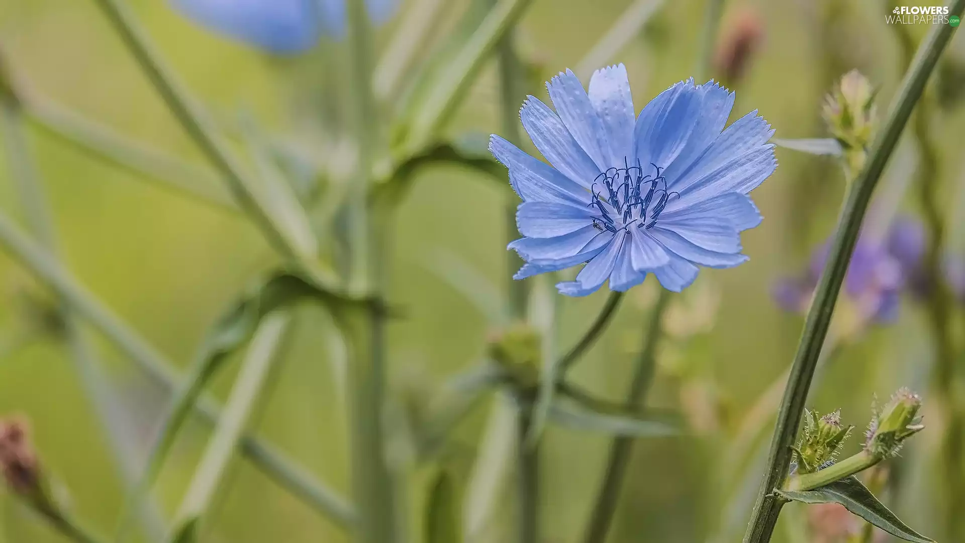 stems, blur, blue, endive, Colourfull Flowers