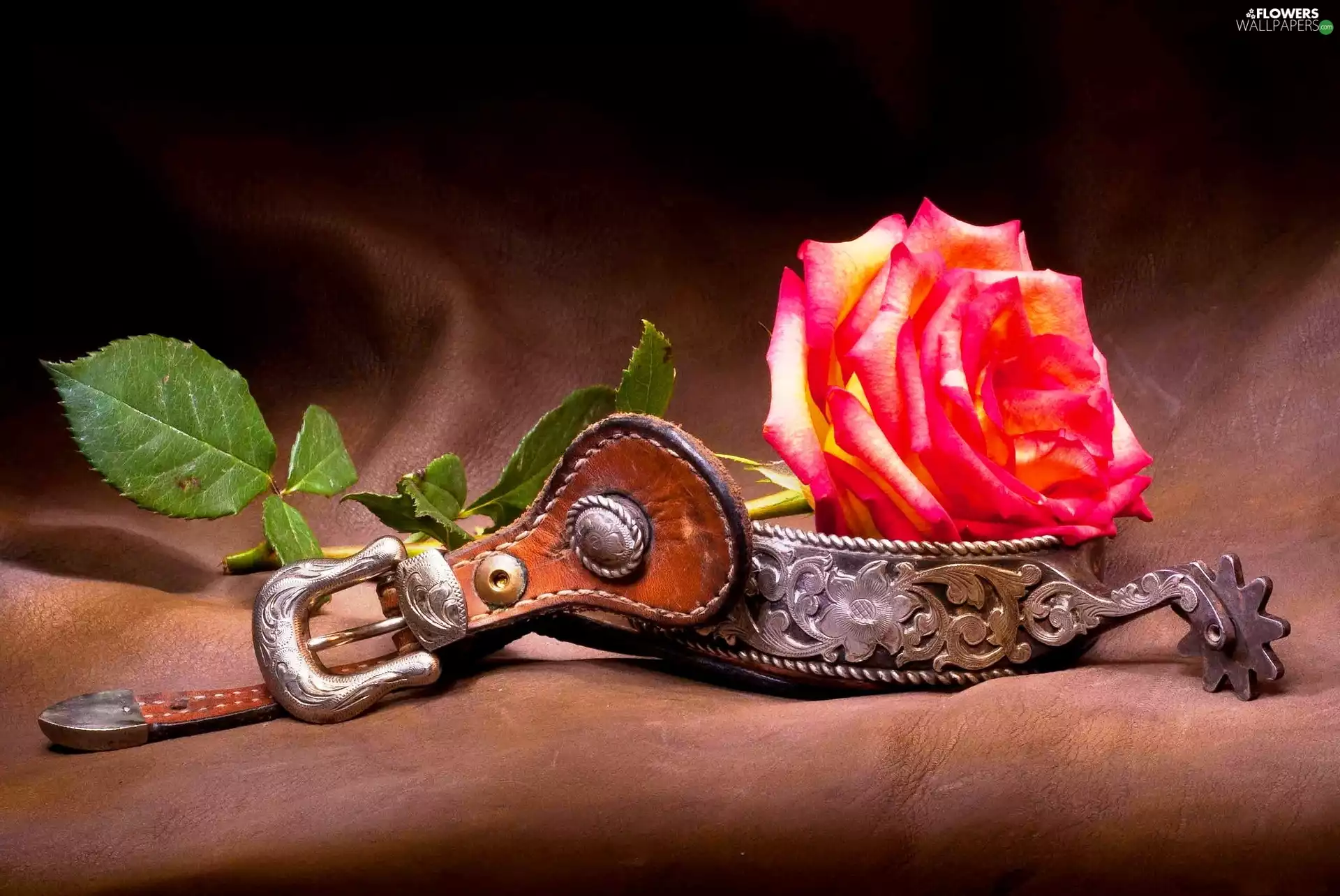 Equestrian, rose, Spur