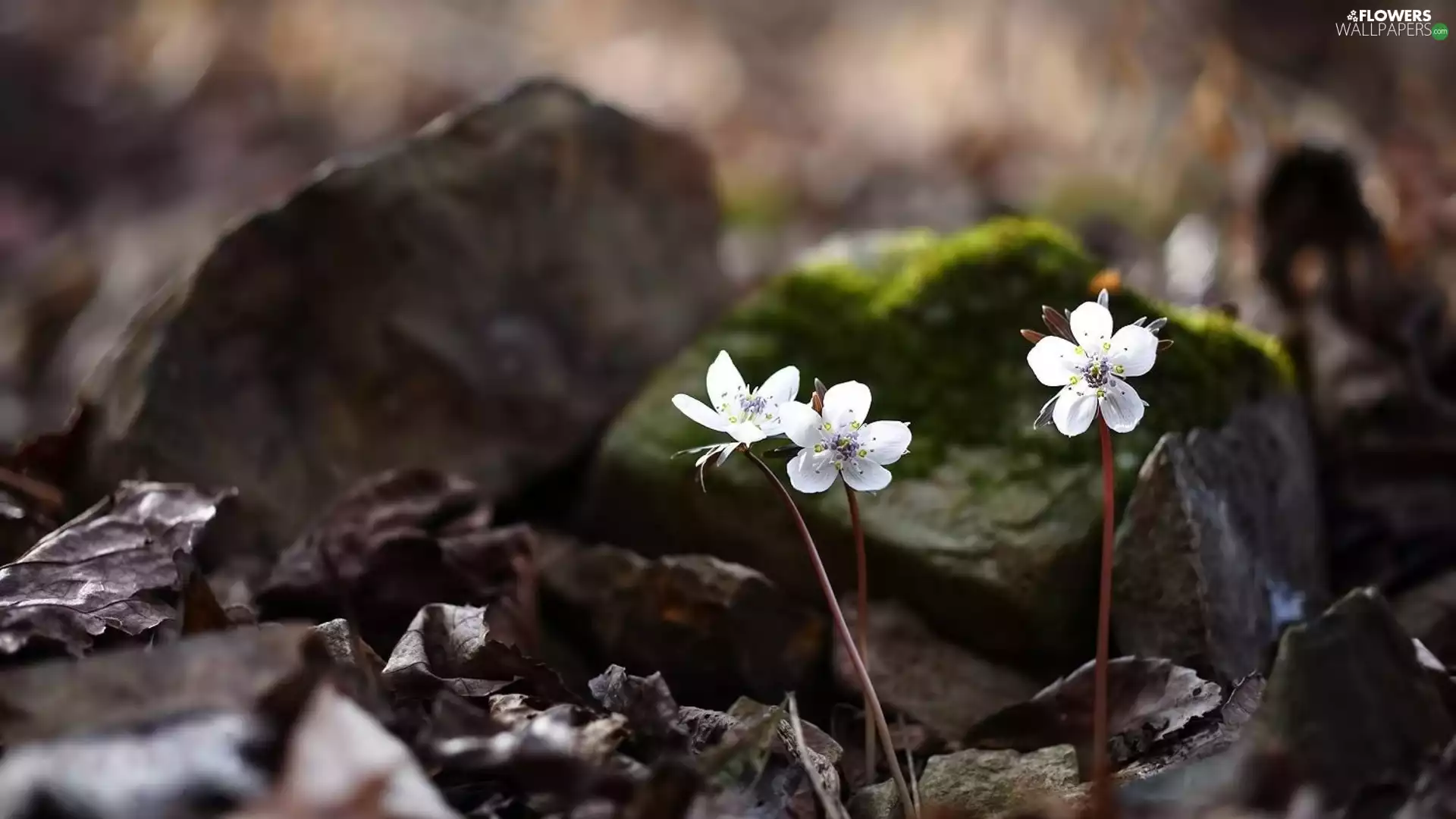Spring, Eranthis hyemalis, Eranthis byunsanensis, Flowers