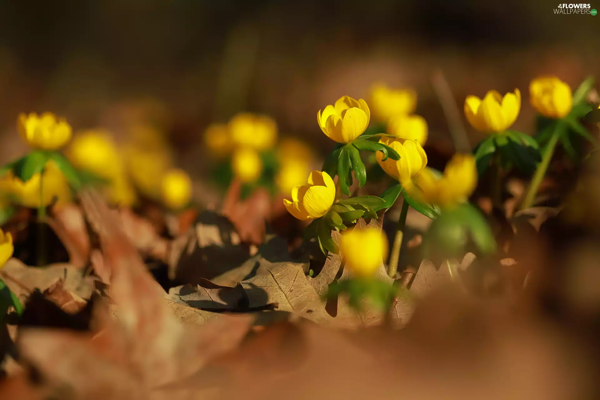 Yellow, Eranthis hyemalis, rapprochement, Flowers