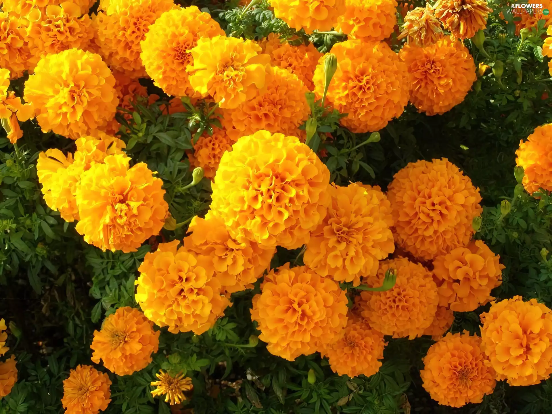 marigold was, Tagetes erecta