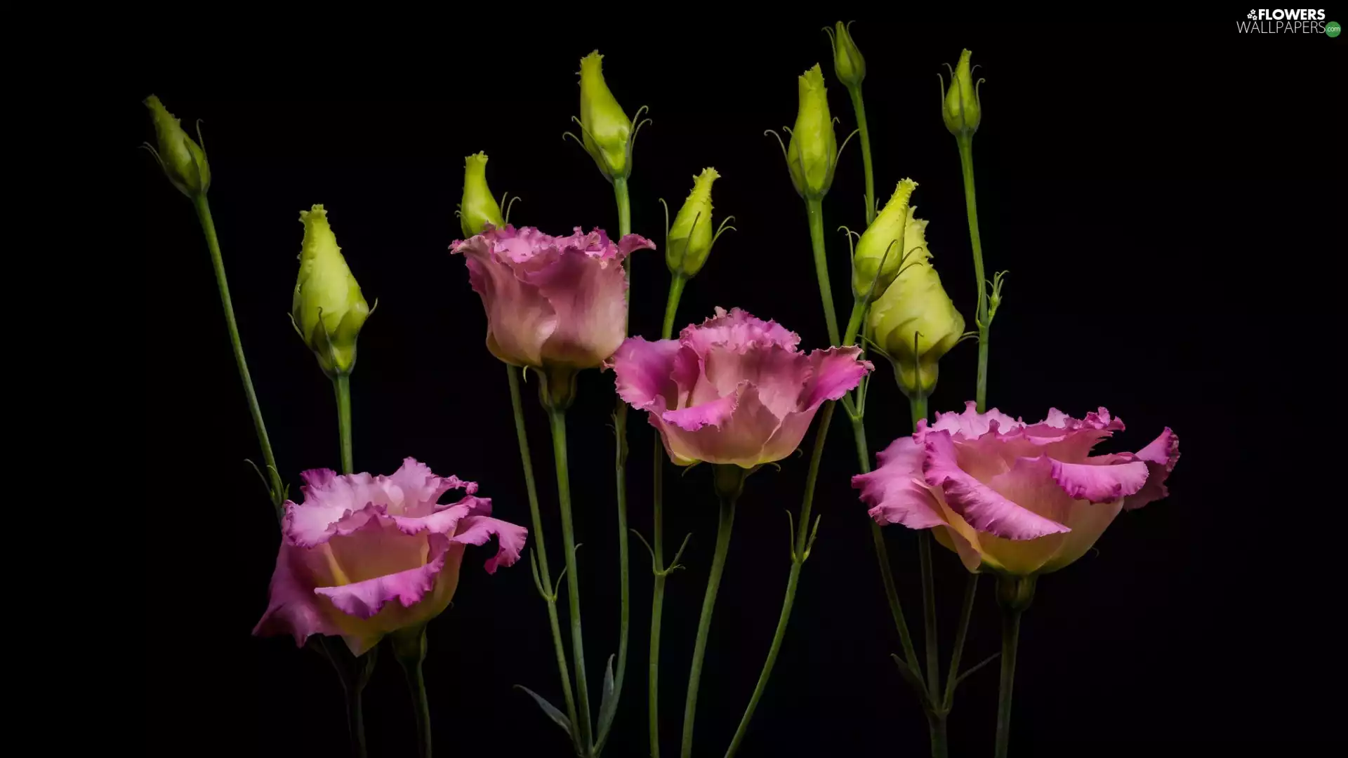 Dark Background, Flowers, Eustoma