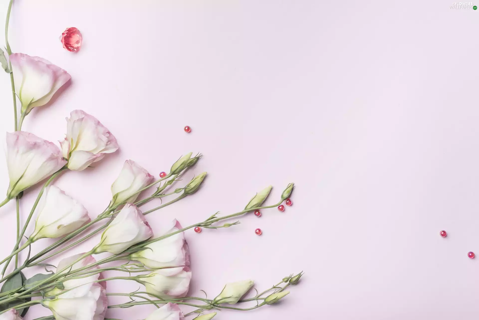 Flowers, Pink, background, Eustoma