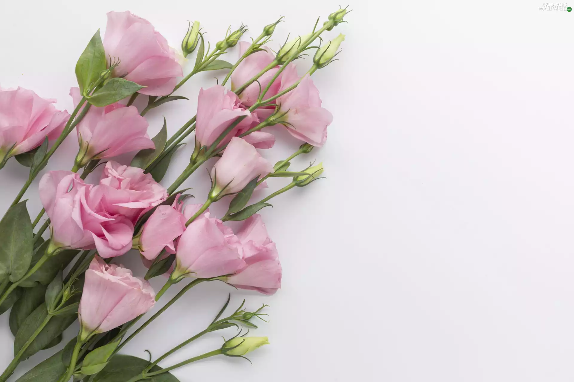Eustoma, Pink, Flowers
