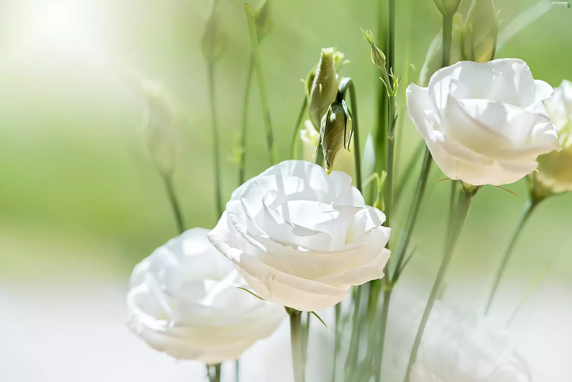 Eustoma, White, Flowers