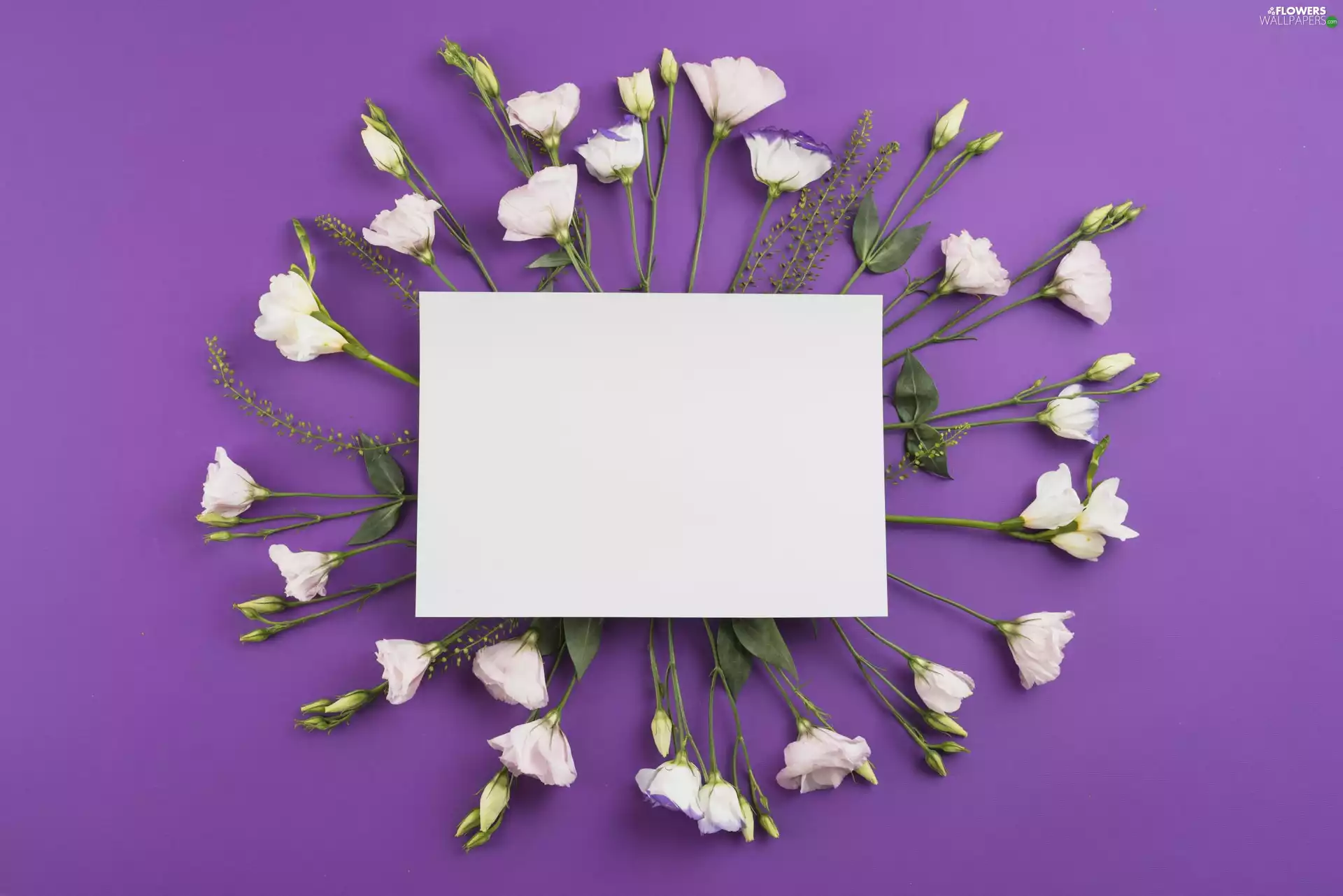 White, White, purple, Eustoma, Flowers, card, background