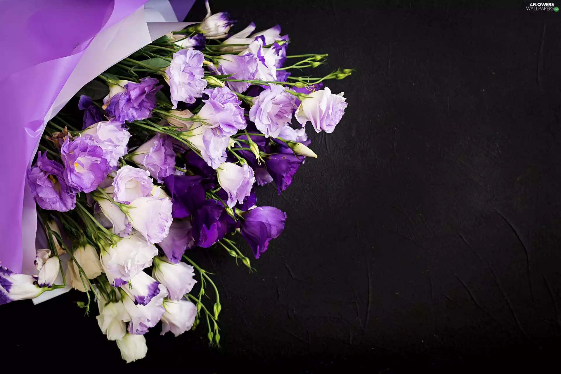 Black, background, Flowers, Eustoma, Purple-White