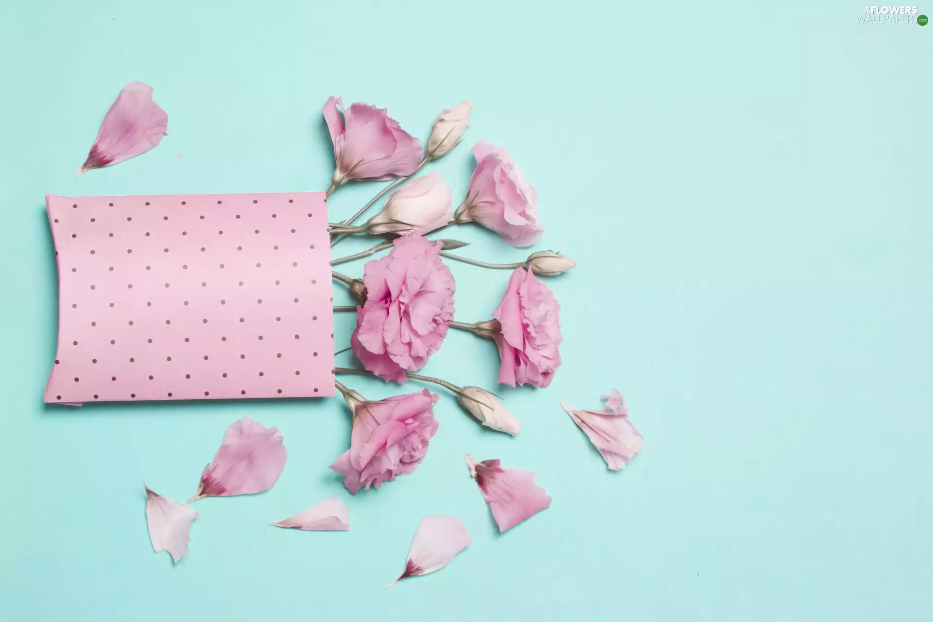 paper, Pink, Blue, Eustomy, Flowers, Purse, background