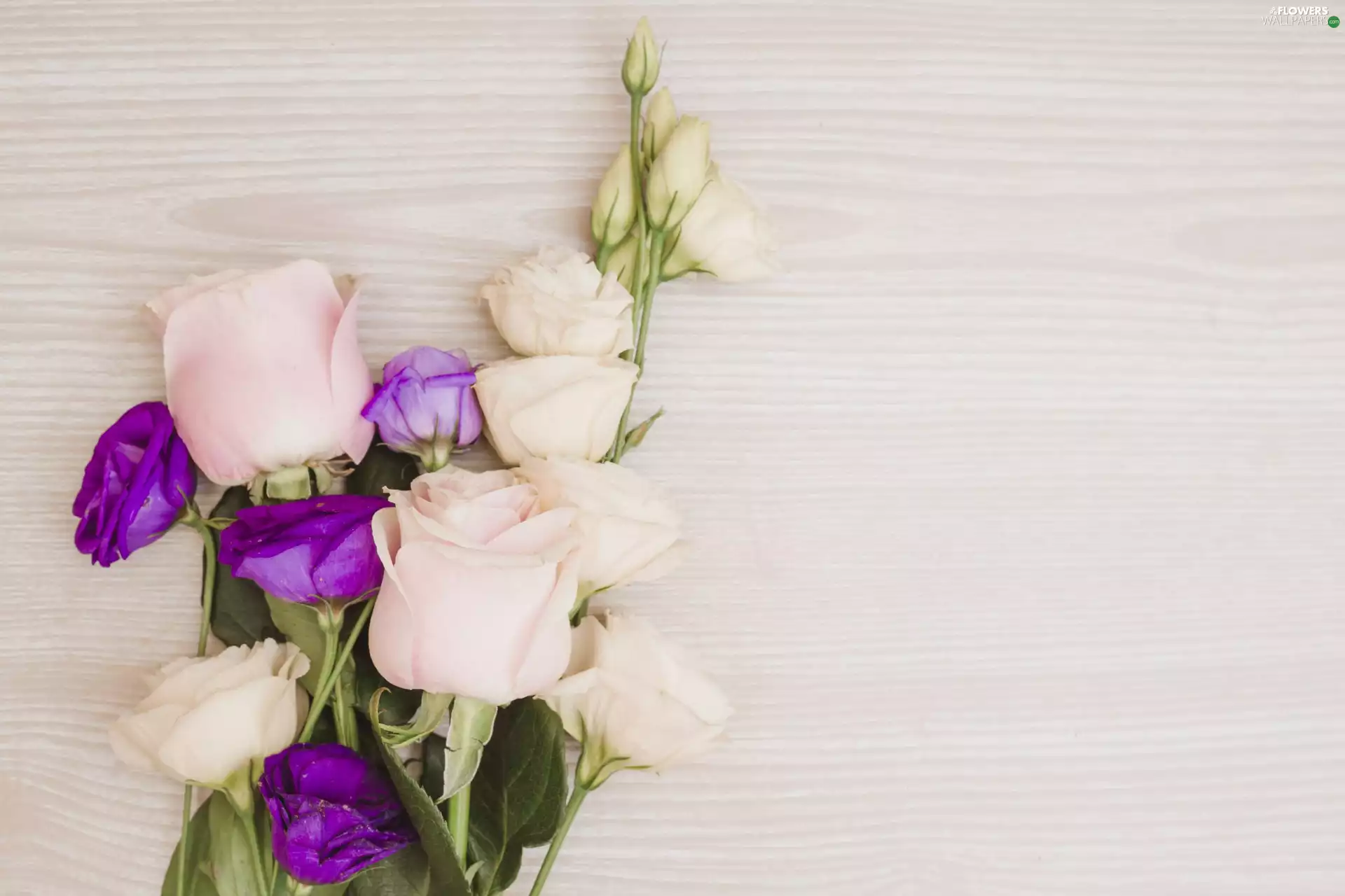 Pink, Purple, boarding, Eustomy, Flowers, roses, background