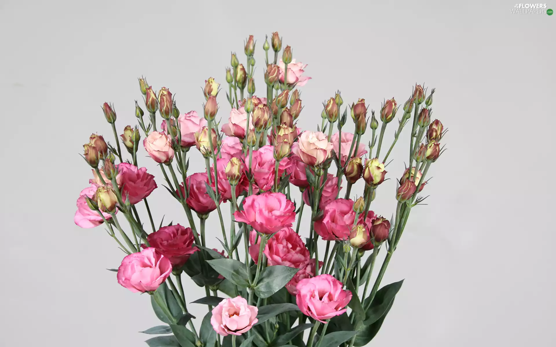 Eustomy, Flowers, Pink