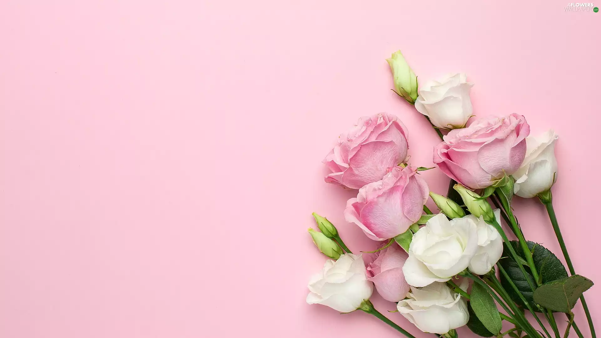 White, Pink, roses, Eustomy