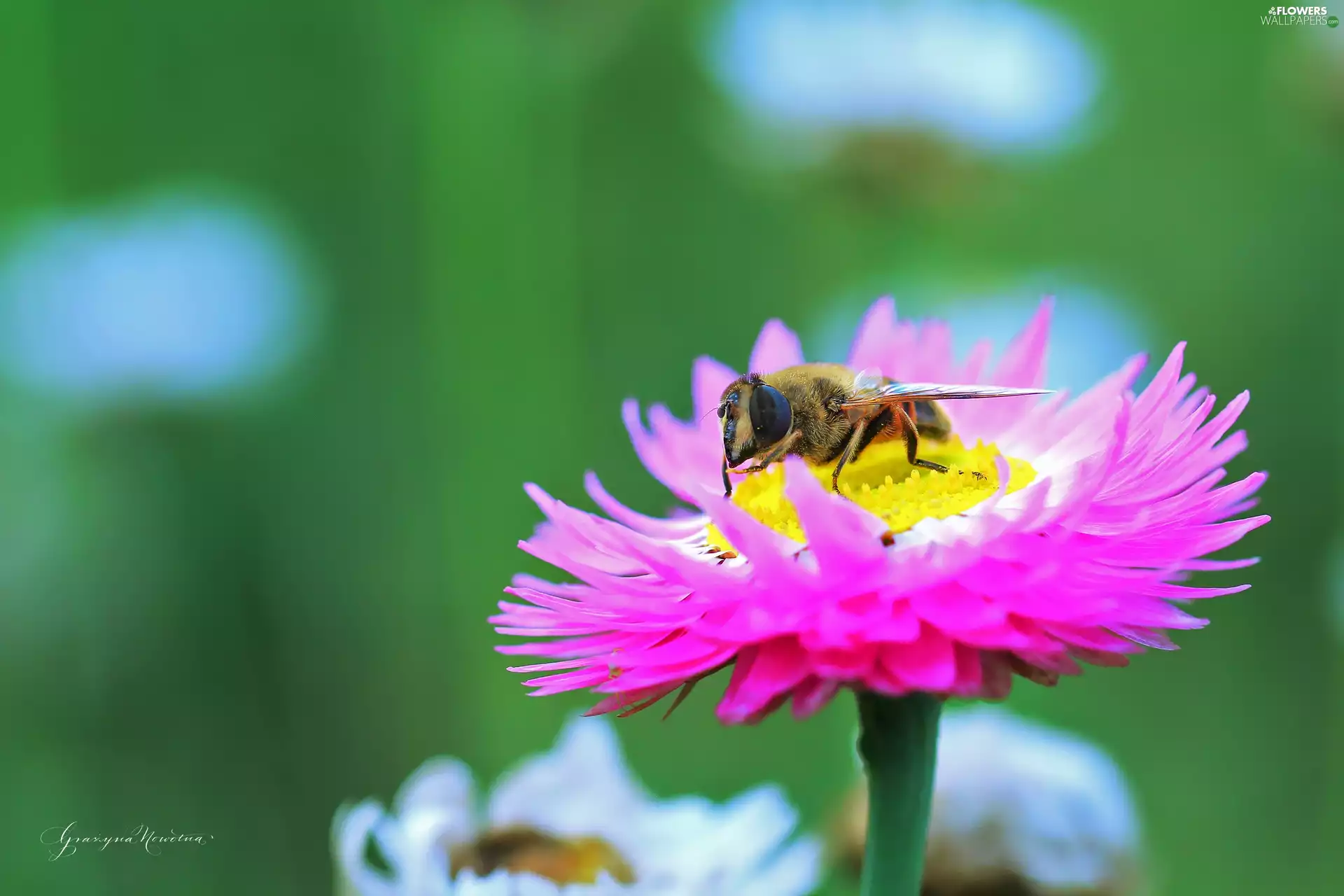 Insect, Kocanka garden, everlasting