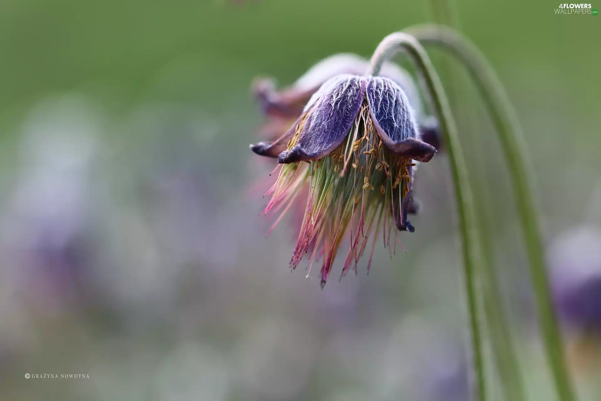 Colourfull Flowers, pasque, fading