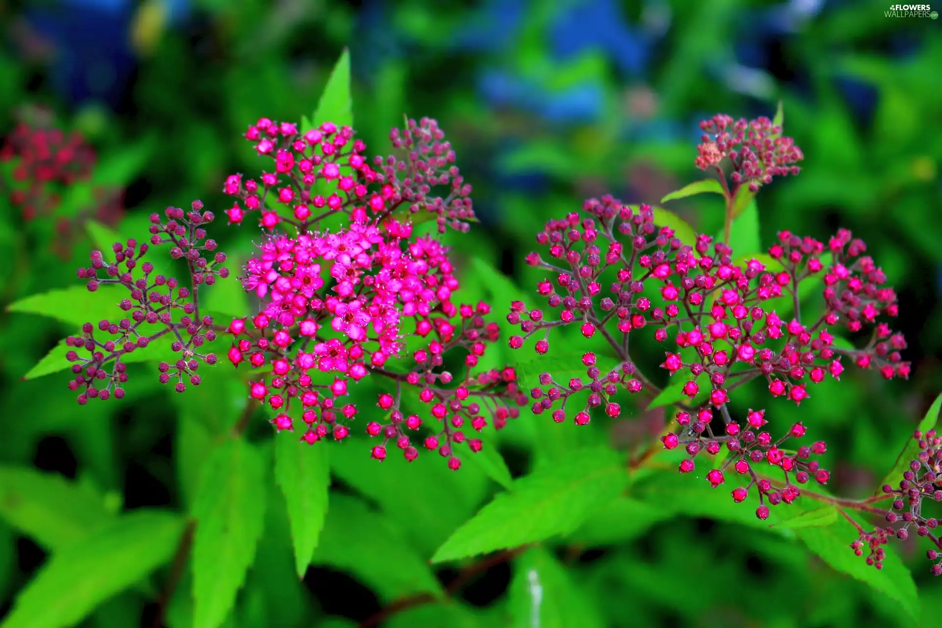 Japanese, Leaf, Flowers, False Spirea, Purple