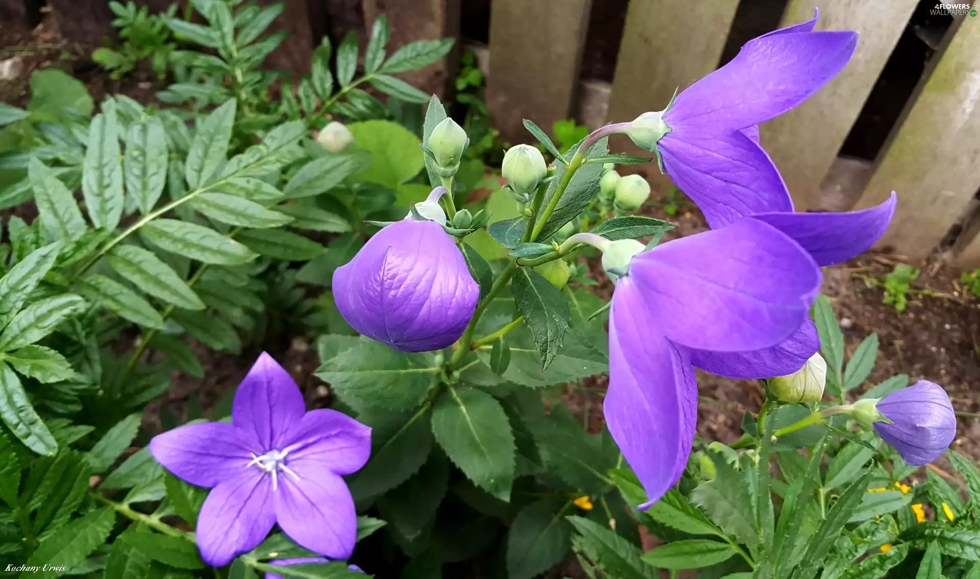 Fance, Clematis, Buds