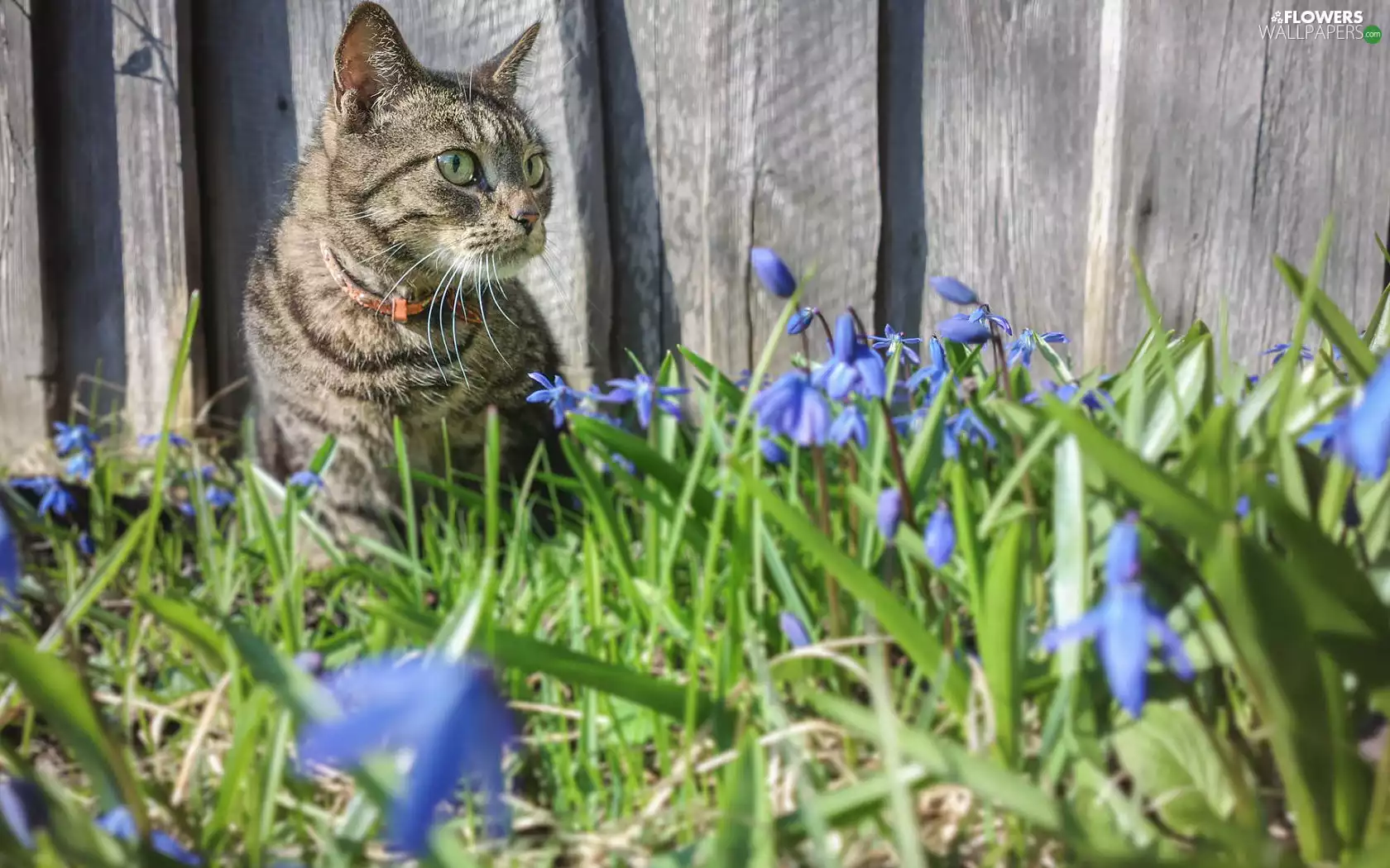 cat, squill, Siberian, Fance