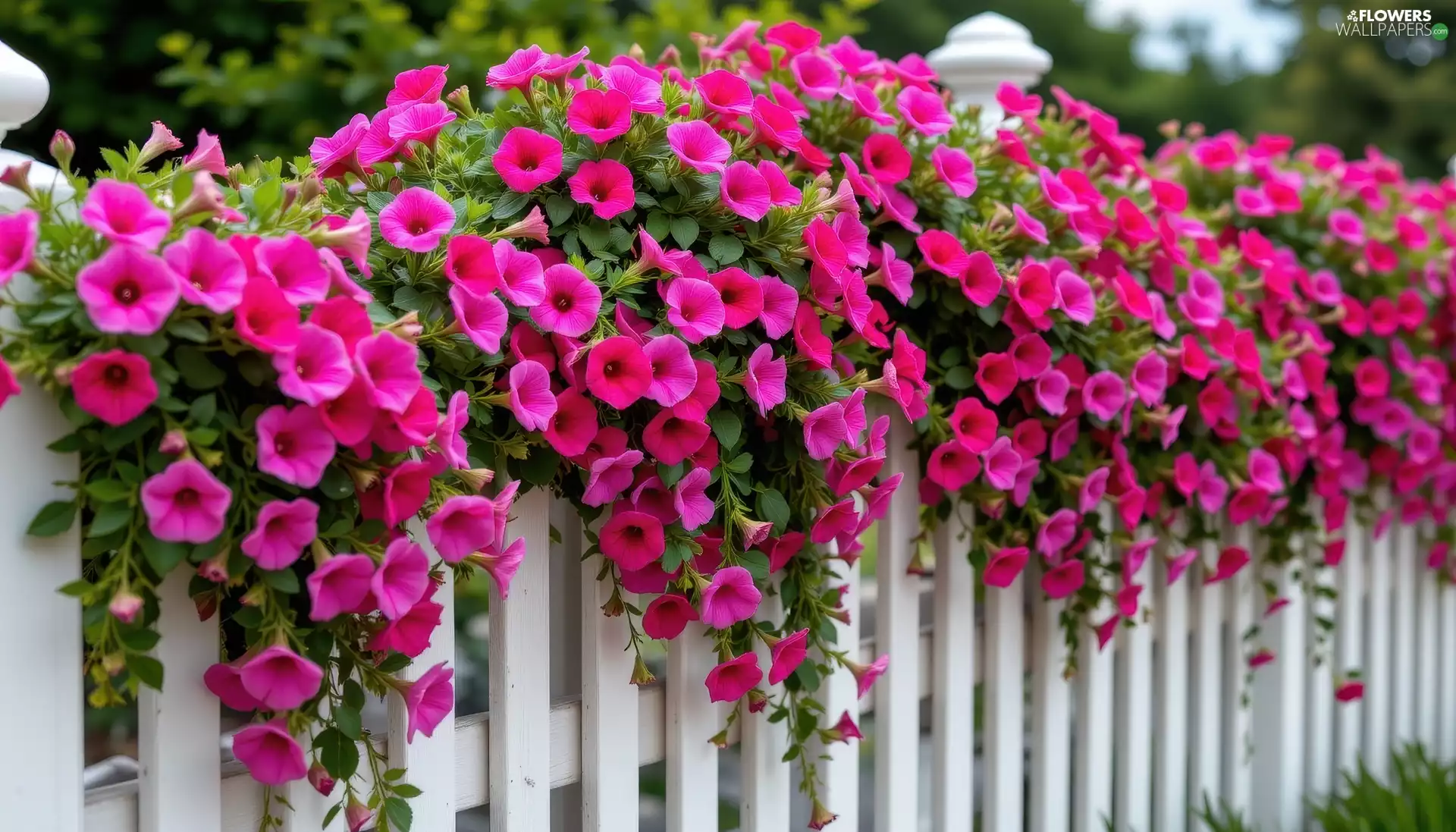petunias, Pink, White, Fance, hanging, Flowers