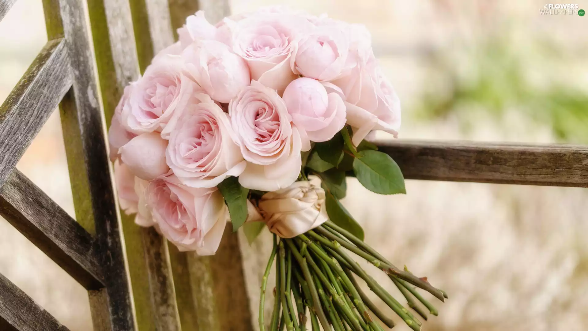 Fance, bouquet, roses