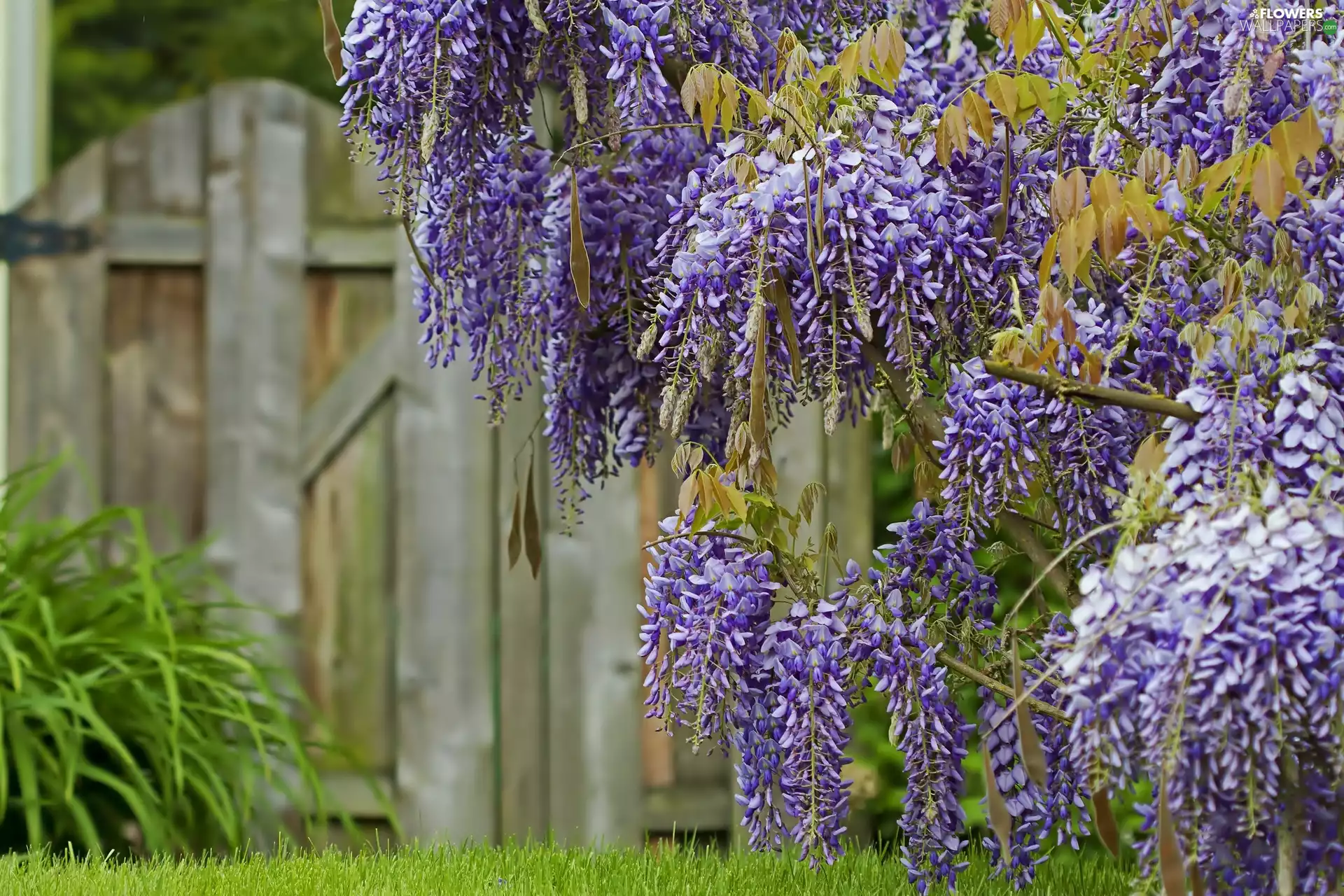 Fance, Flowers, Wisteria