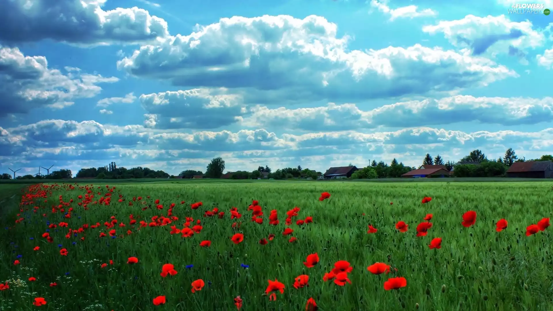 Windmills, papavers, village, Farms, Field, clouds, landscape