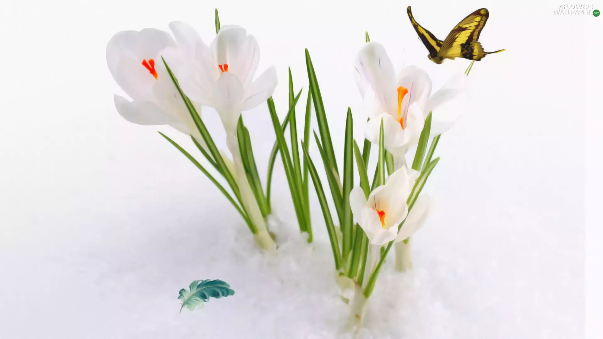 butterfly, feather, crocuses, snow, White