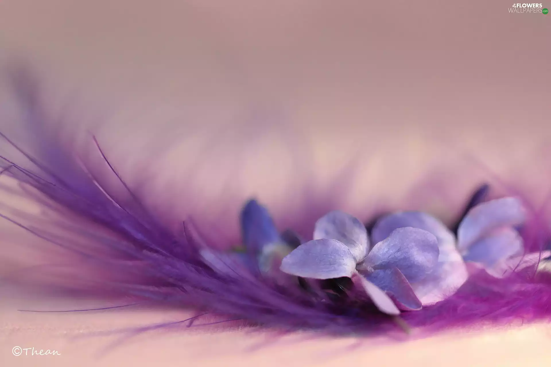 Viola odorata, Colourfull Flowers, feather, Violet
