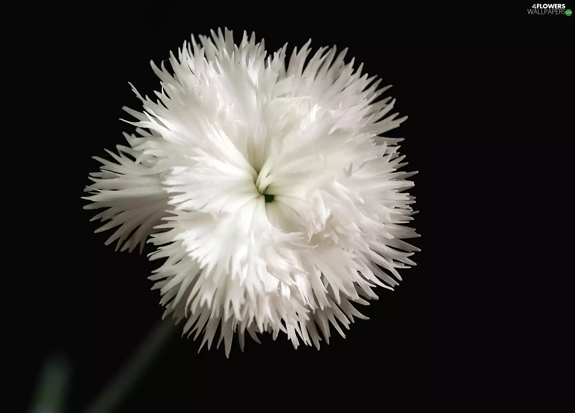 feathery, White, pink