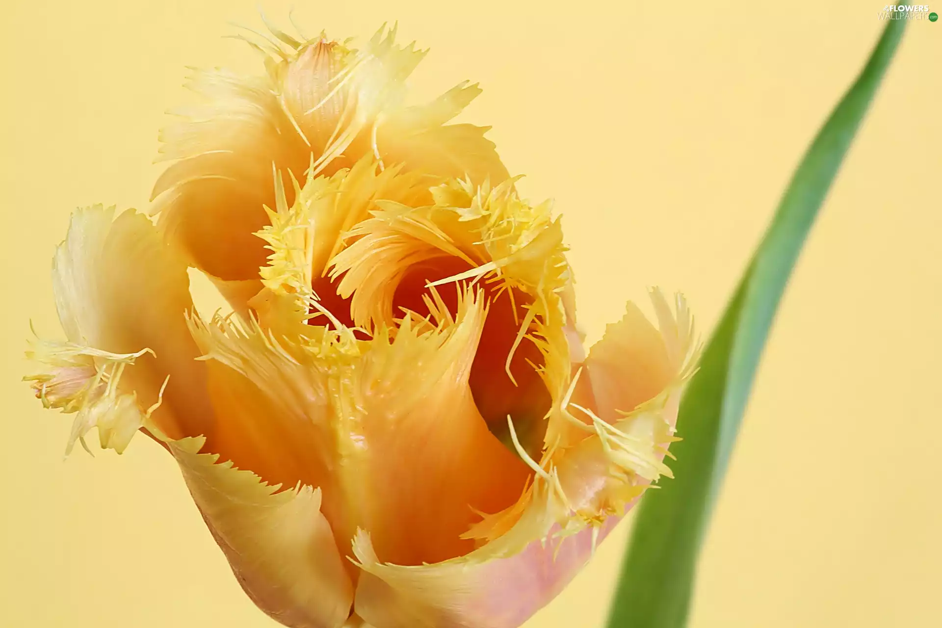 tulip, flower, feathery, Yellow