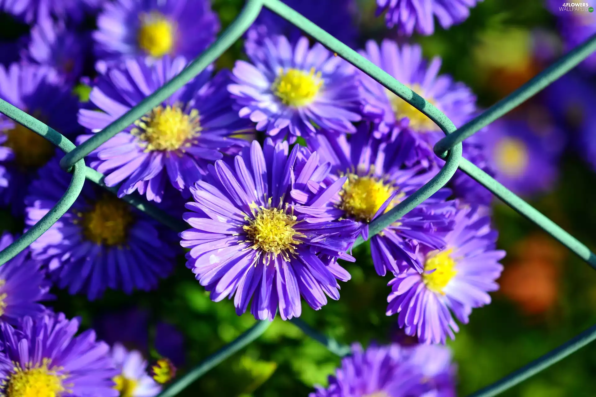 fence, purple, Aster
