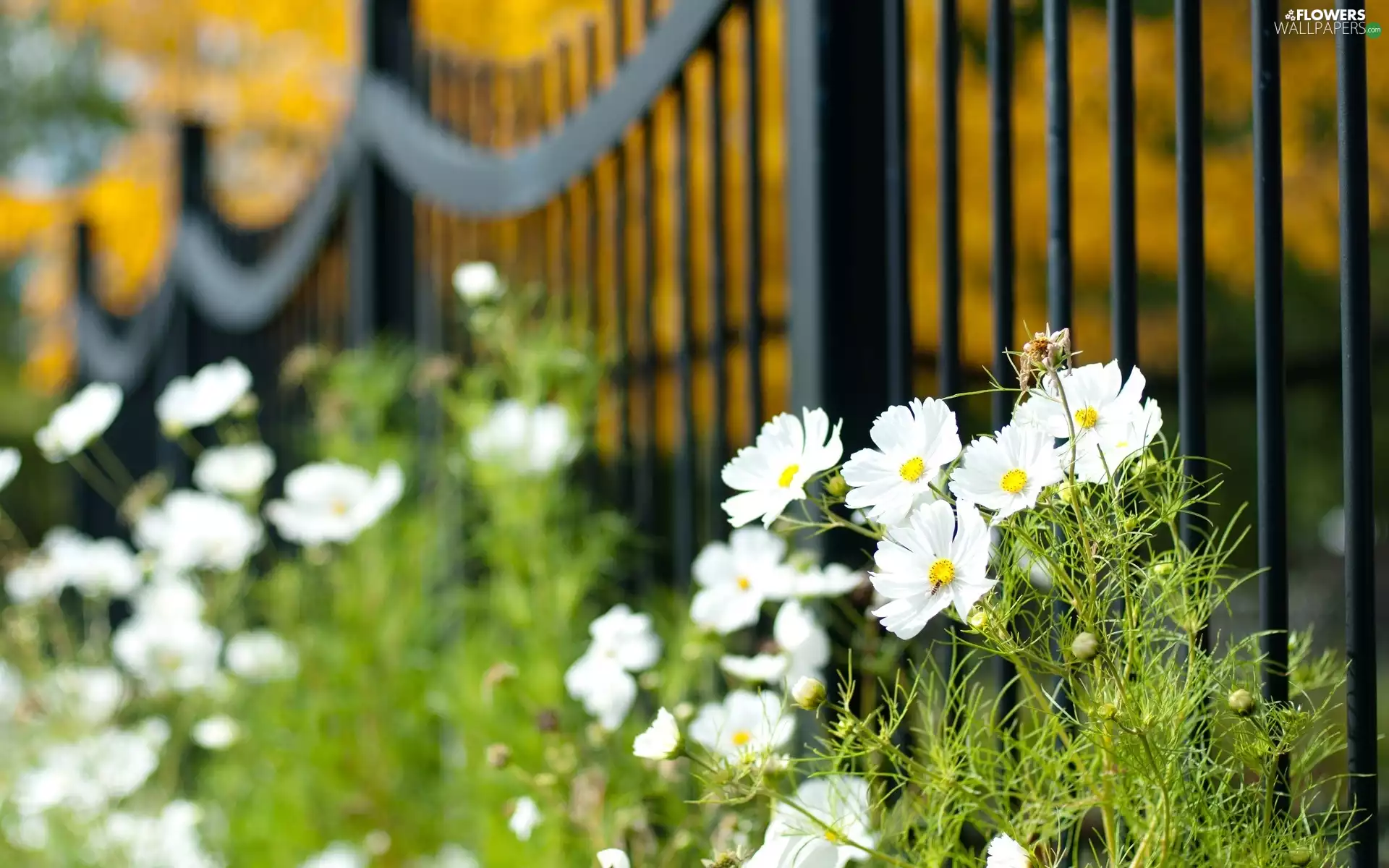 fence, White, Cosmos