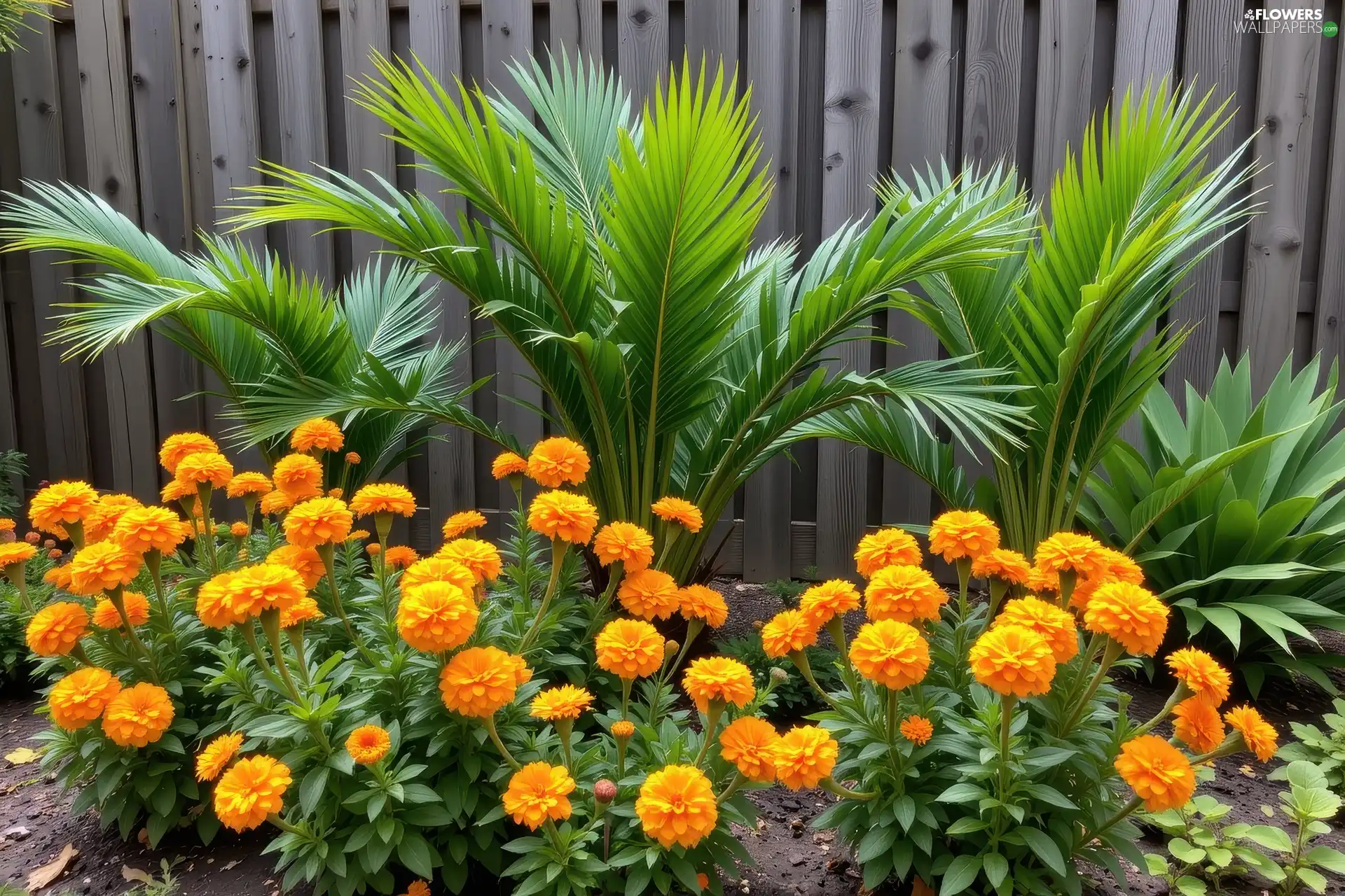 Palms, fence, Orange, Tagetes, Flowers