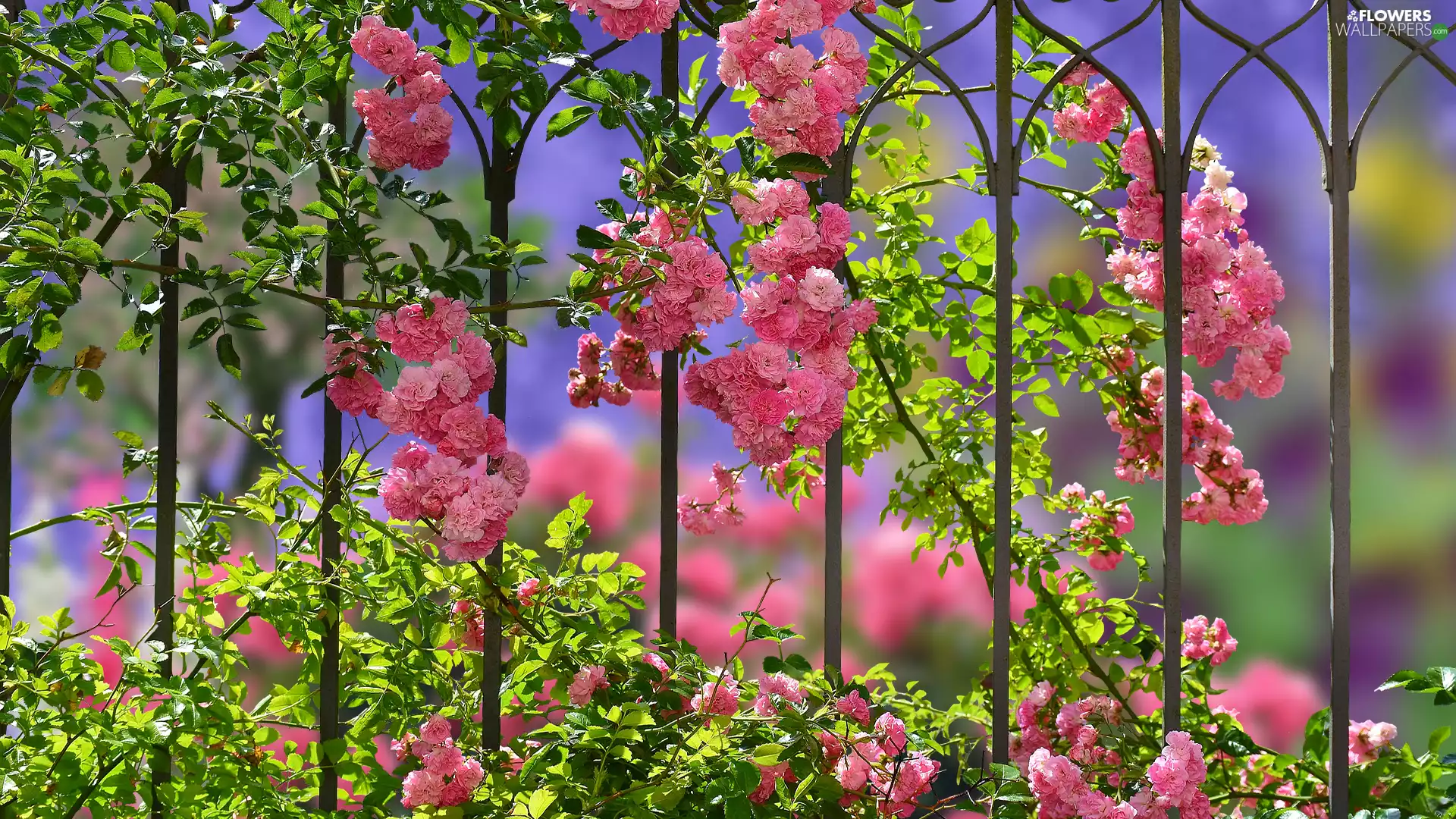 fence, Flowers, rose