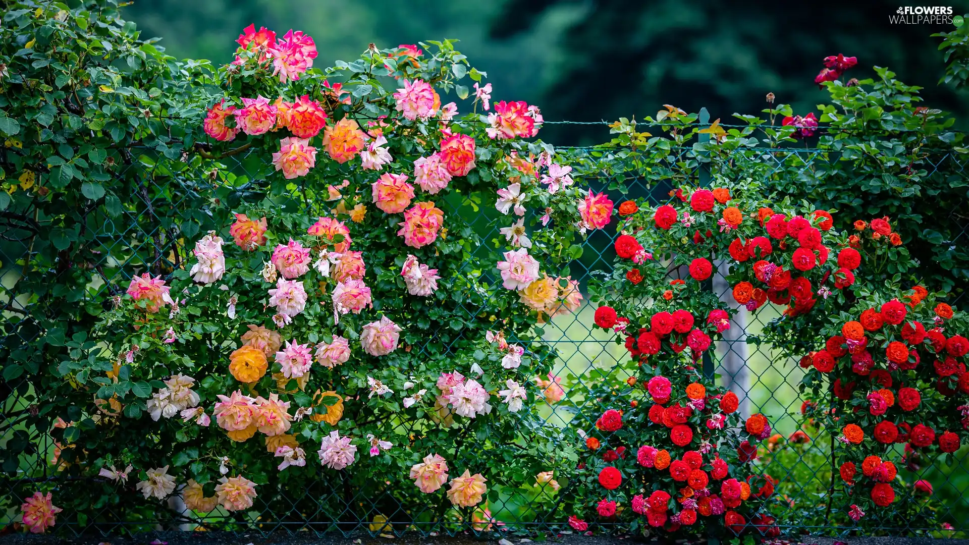 fence, color, roses