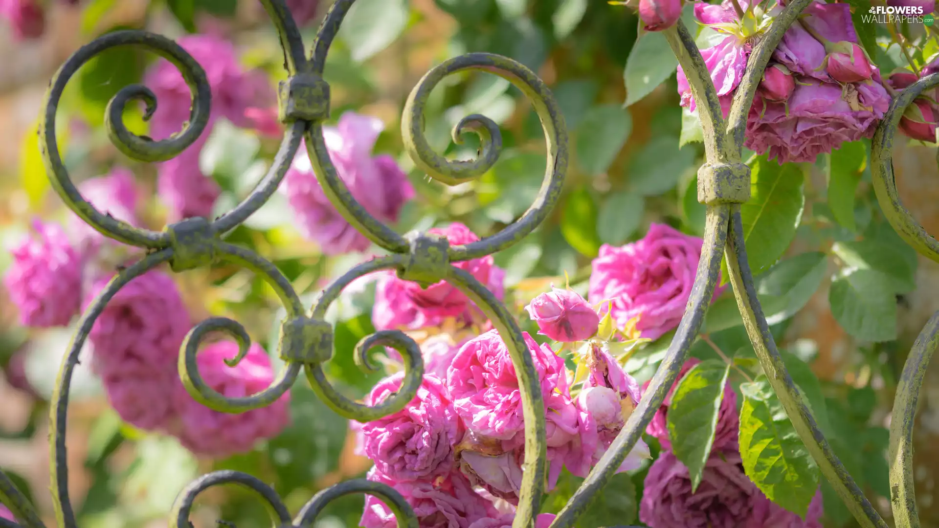 fence, Pink, roses